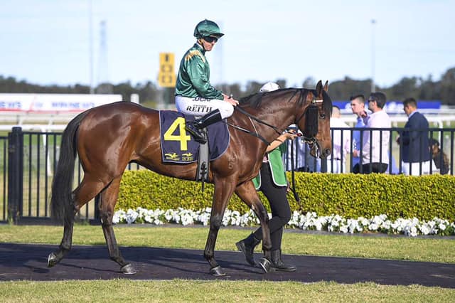 Snowden Racing - Lightly raced 3YO colt, NAVIGATOR 👨‍ ️ is...