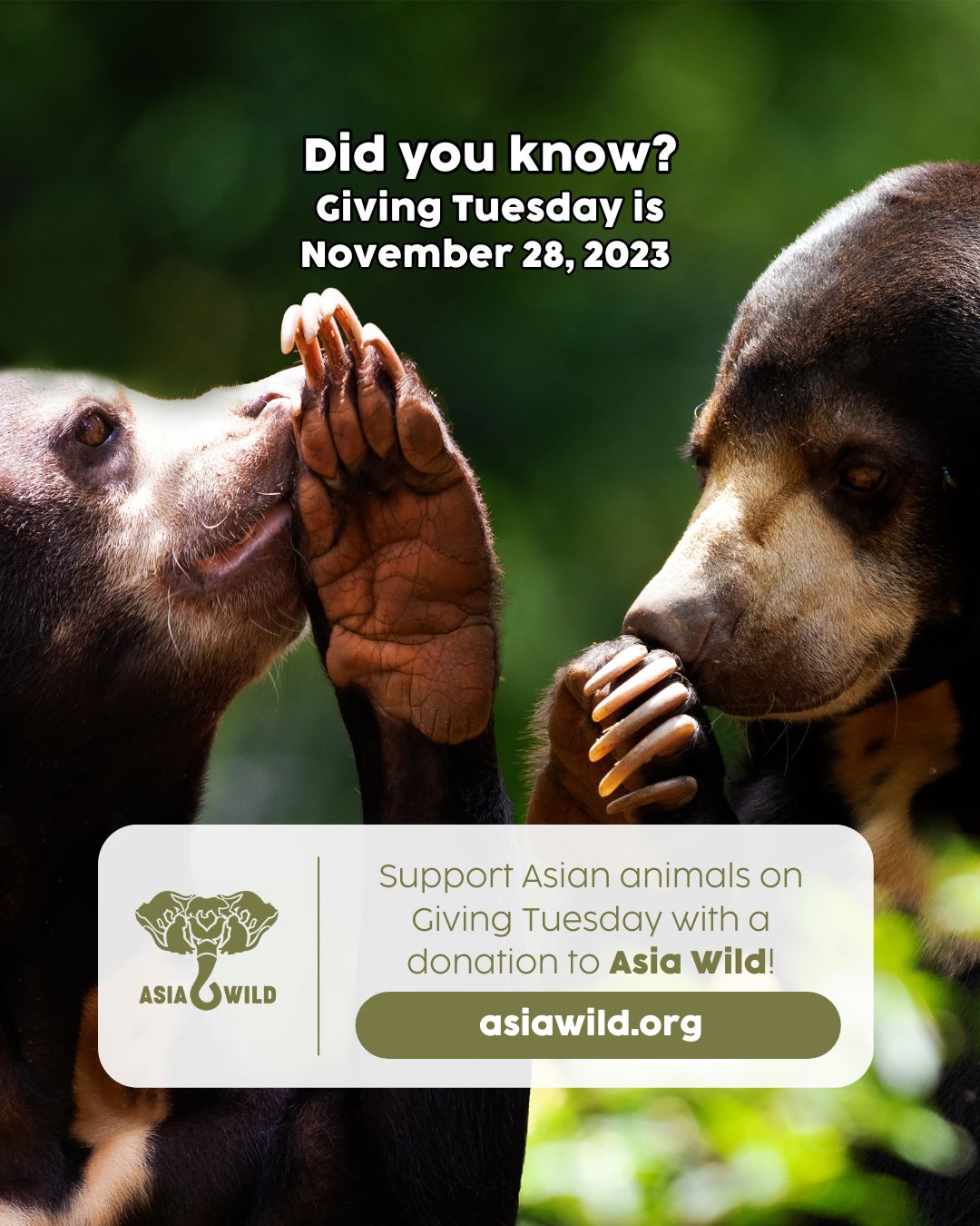 Asia Wild - As Giving Tuesday approaches, we urge you to...