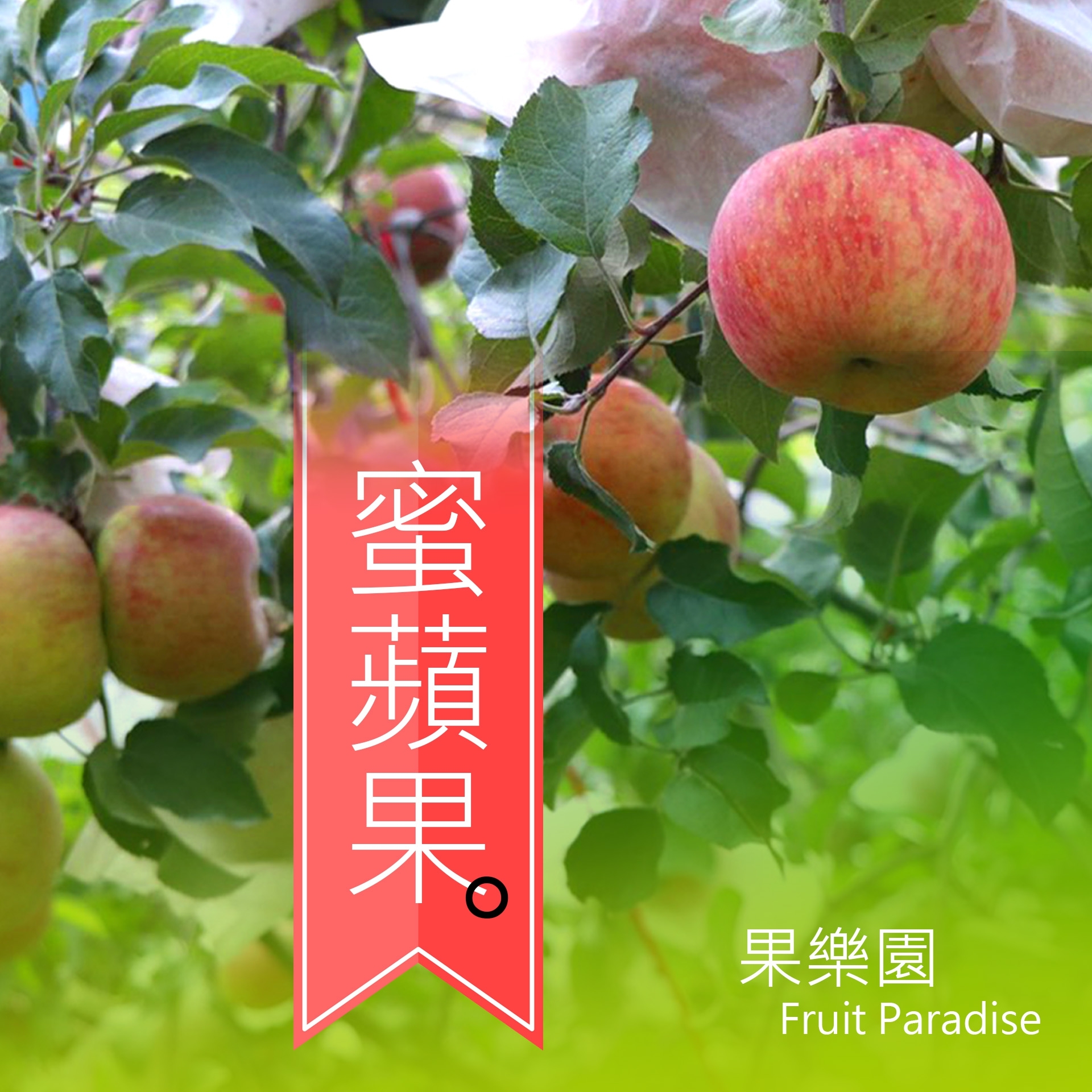 彭大家族購物商城 - ＃社團團購水果系列 ＃梨山的蜜蘋果 ＃台灣小農自產自銷篇 #果樂園系列 ♦蜜蘋果快閃團♦... | Facebook
