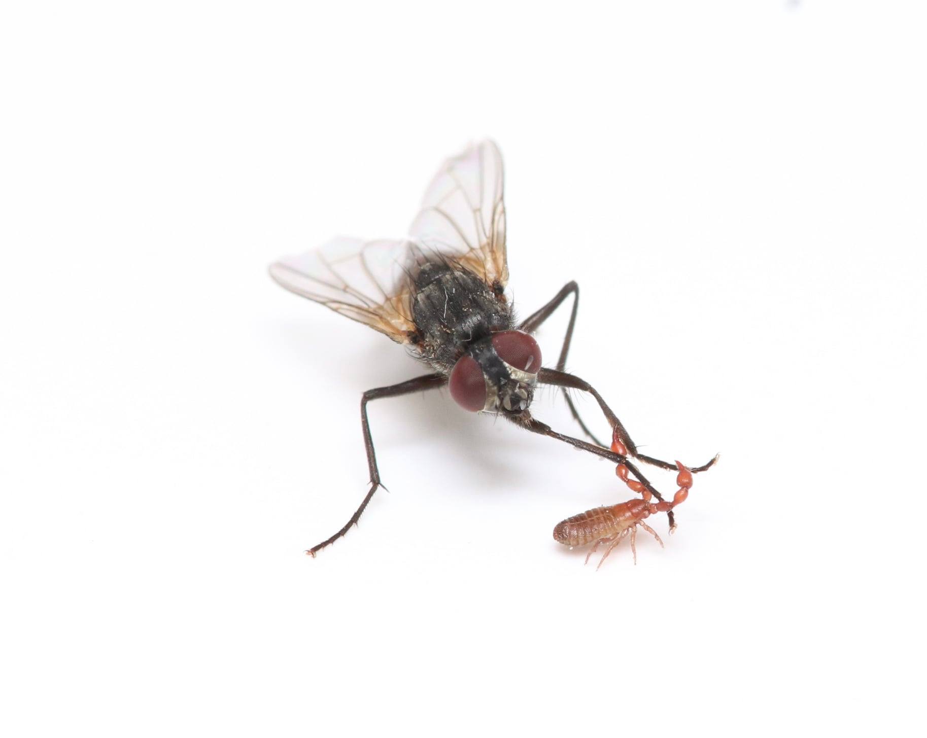 Insects of Perth & South West Western Australia | Something very ...
