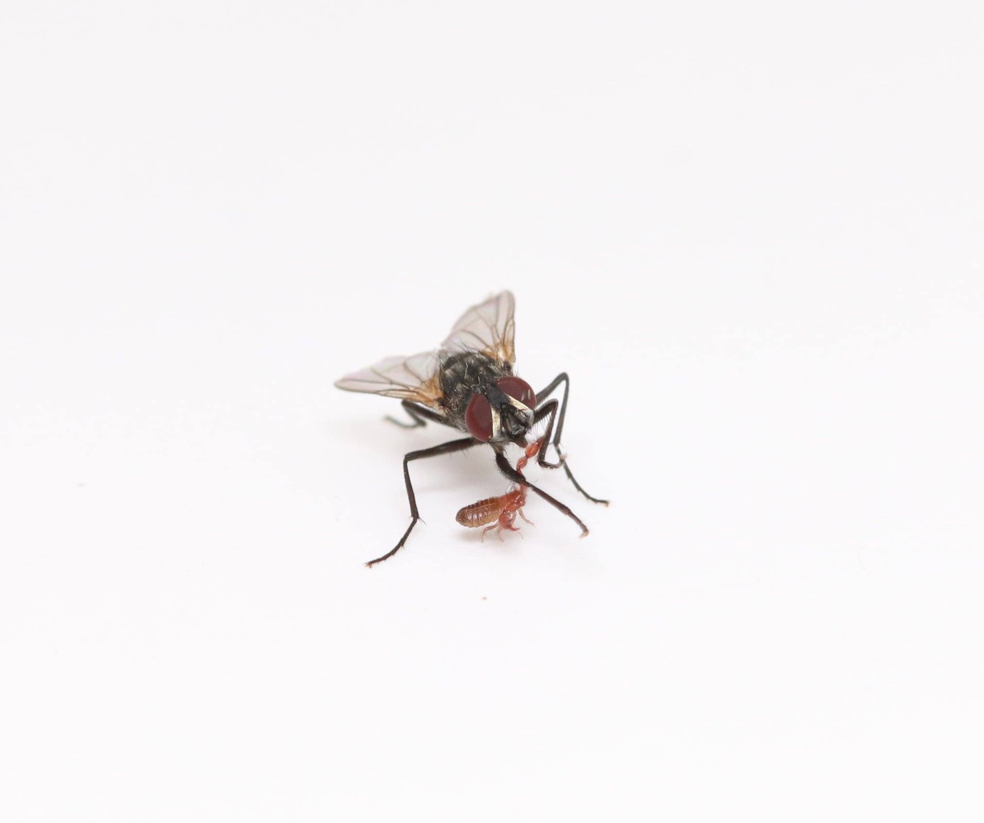 Insects of Perth & South West Western Australia | Something very ...