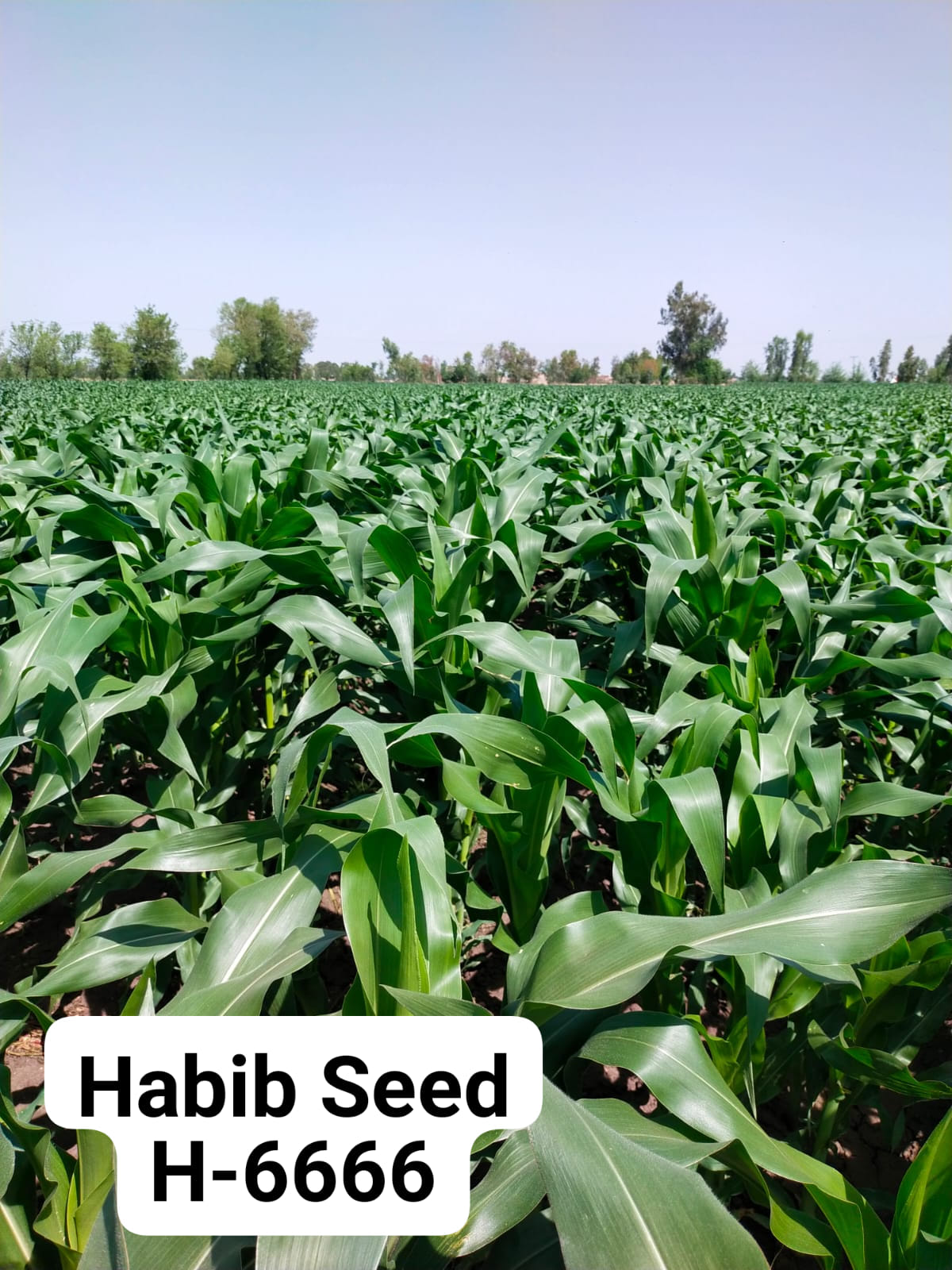 Habib Seed Corporation | Multan