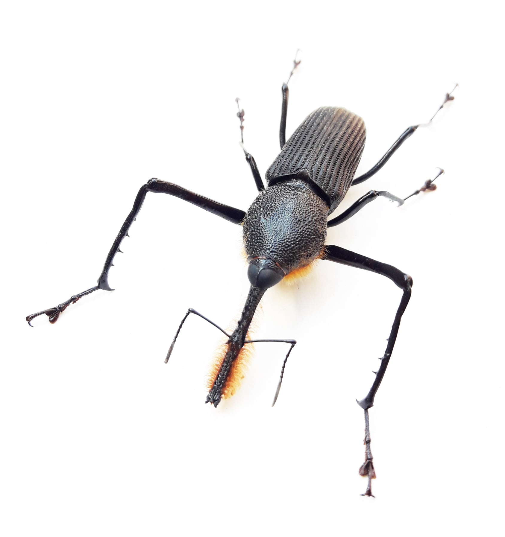 🐞🦗🐜🐝🦋PERUVIAN INSECTS... - Peruvian Insects Export