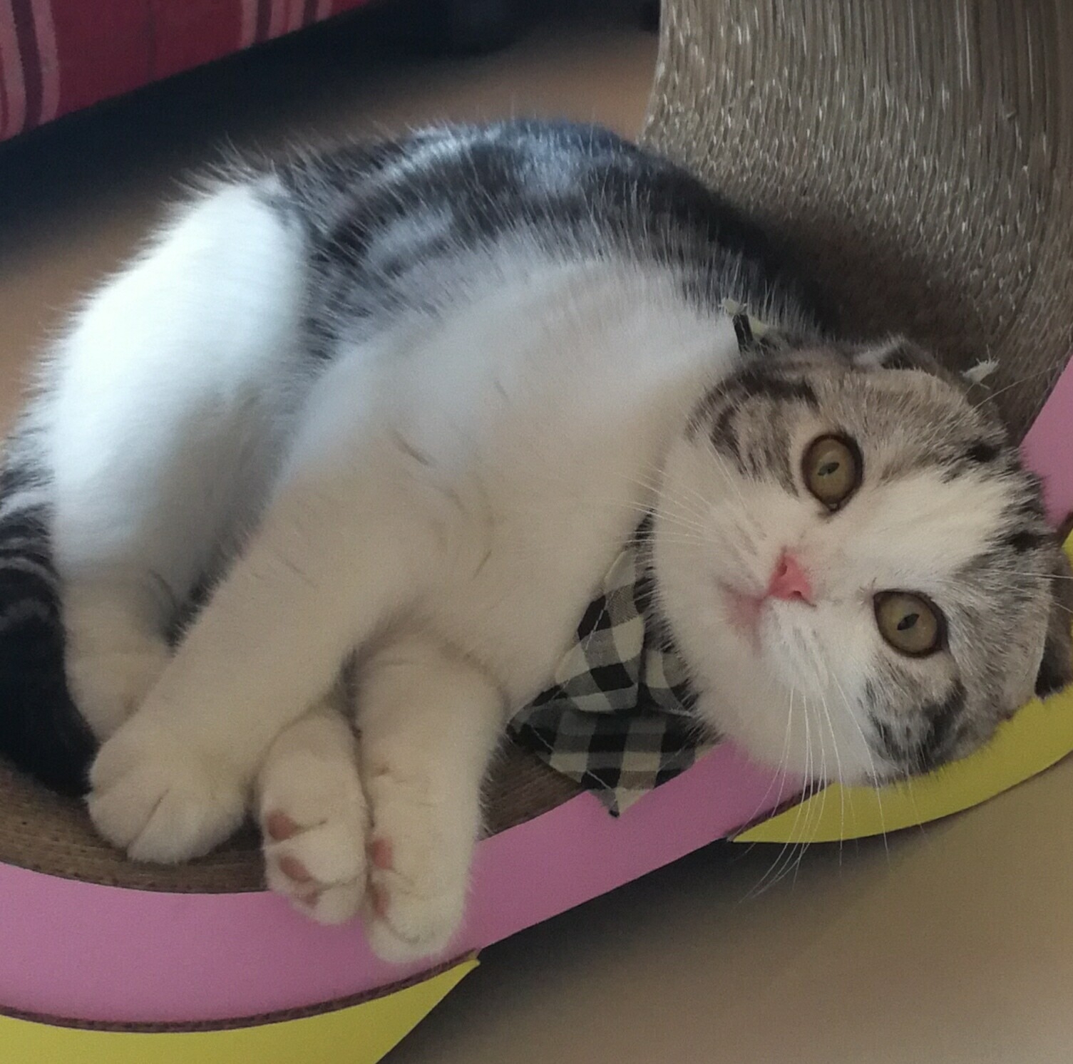 I'M Colly - เคล็ด(ไม่)ลับ ความอร่อย By Colly 🐈 BARFLY... | Facebook