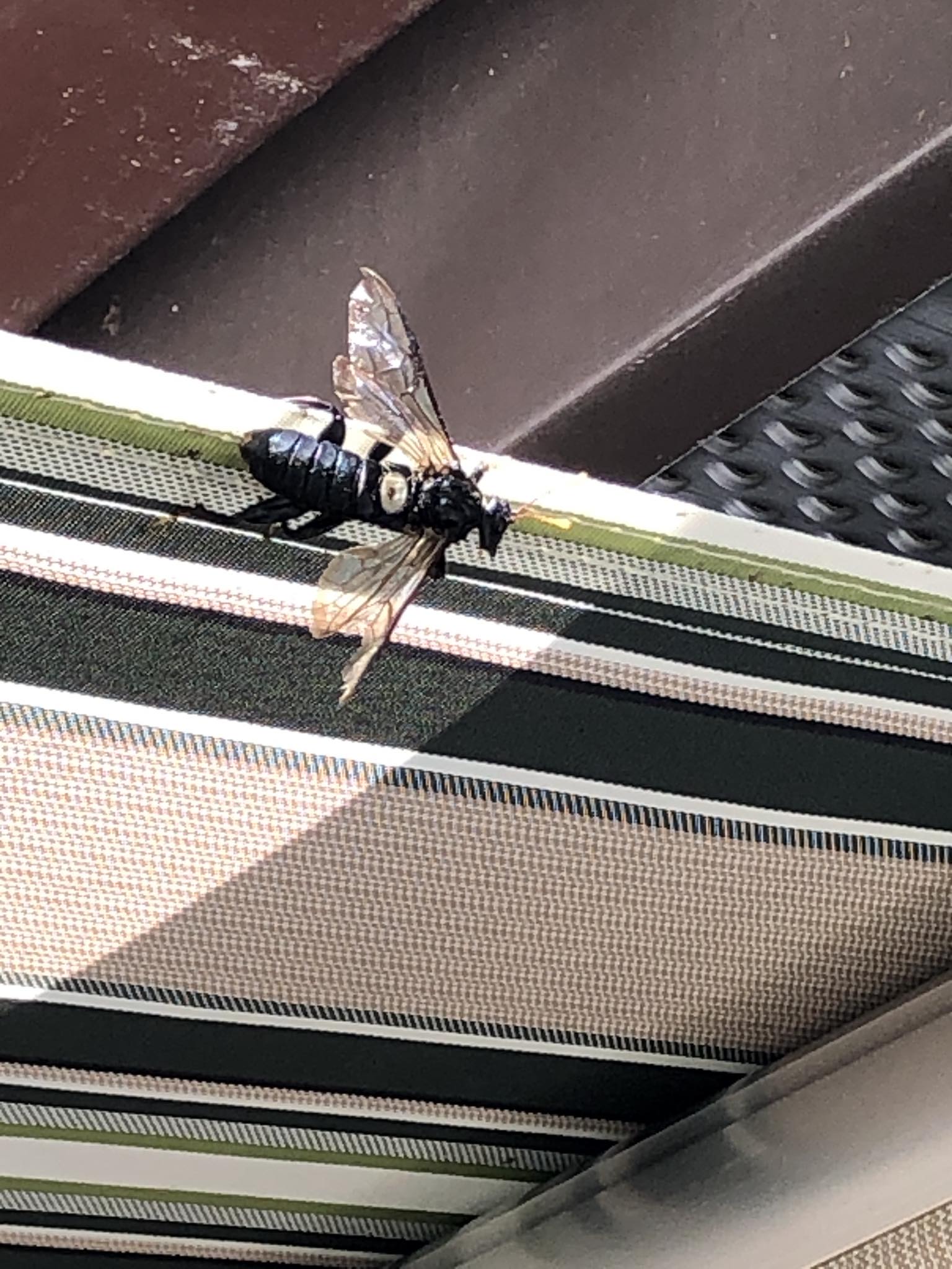 Trying to ID this 2 inch long bug … it does not have the yellow