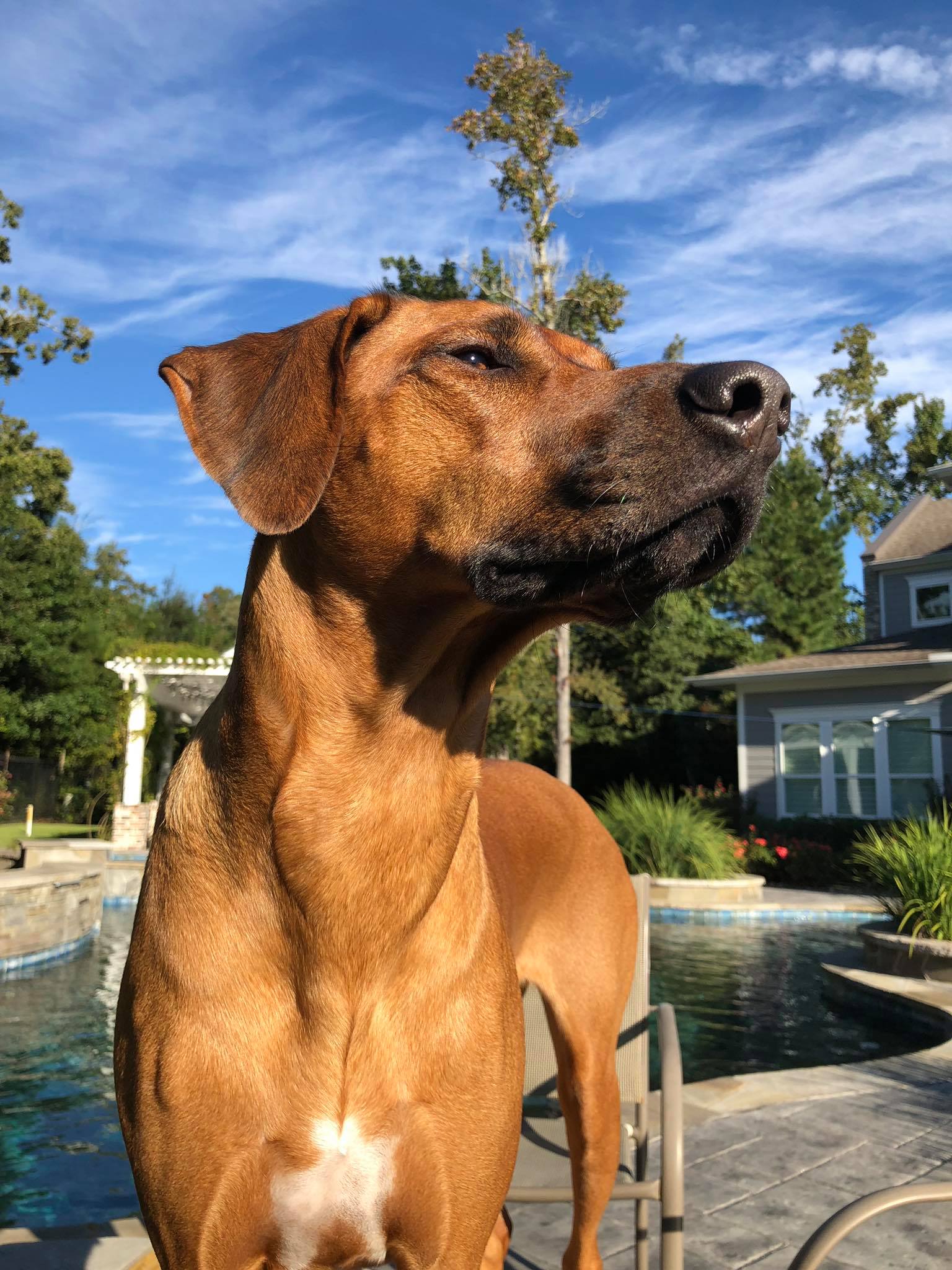 Mostly & Maybe the... - Mostly & Maybe the Ridgebacks