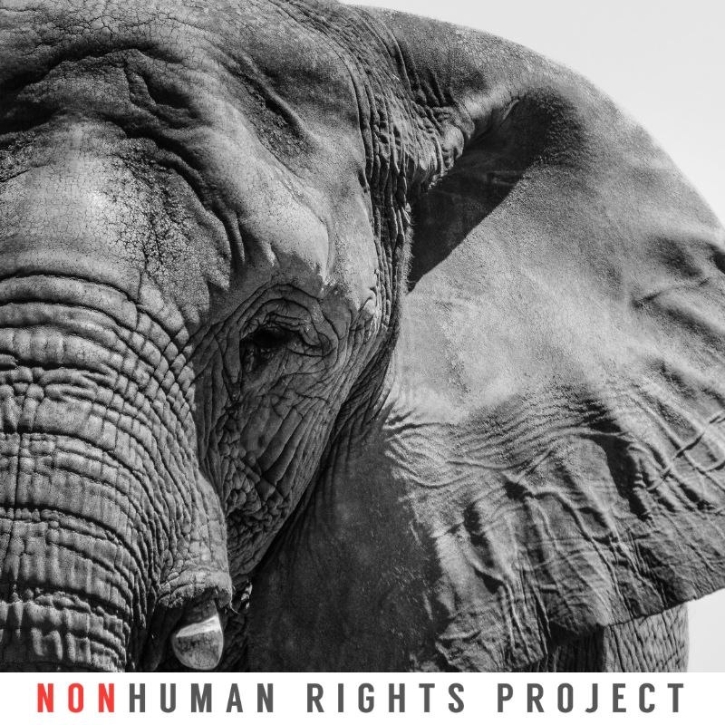 Nonhuman Rights Project - NhRP President Steven M. Wise: 