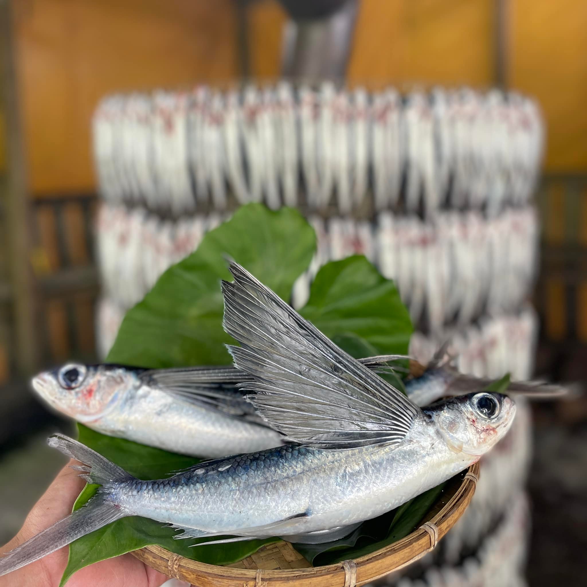 布拉布拉BulaBula - 很多很多村民都覺得 #飛魚 很厲害👍 拉拉小編也覺得它們粉厲害 從 #蘭嶼...