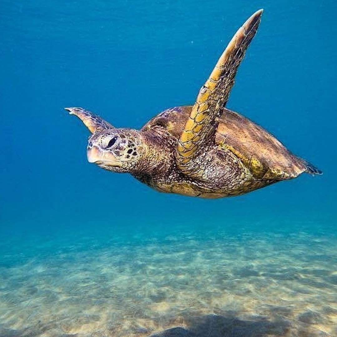 🐢 Hundreds of thousands of sea turtles,... - Paperclip People
