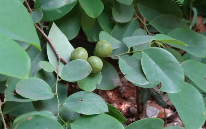 Bulath Vita (Paan)-(Chewing betel with areca nut)- බුලත් විට added a ...