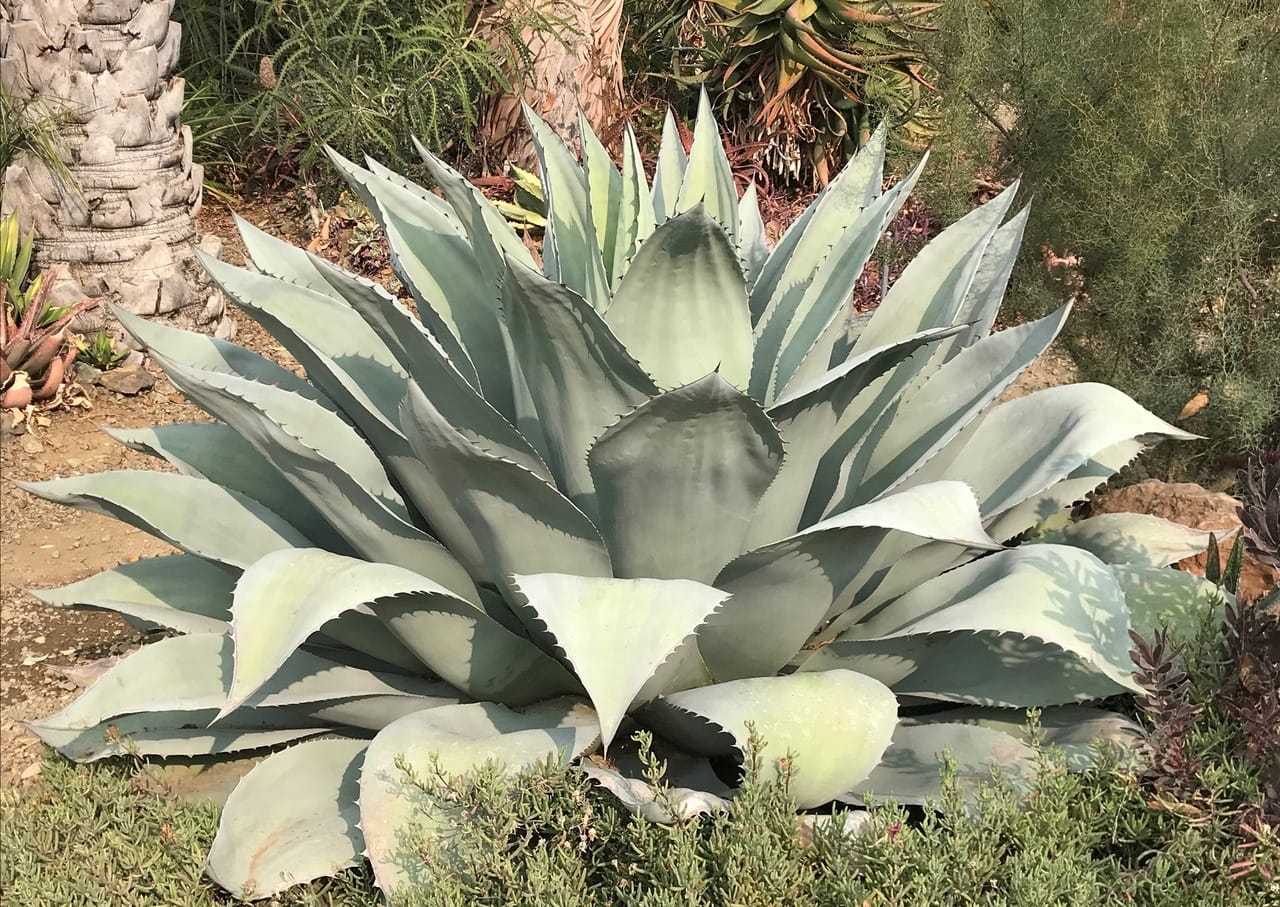 Agave ovatifolia 'Awekening Angel'