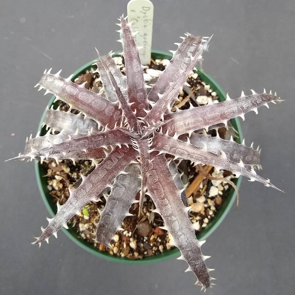 Dyckia goehringii x affinis argentea plant