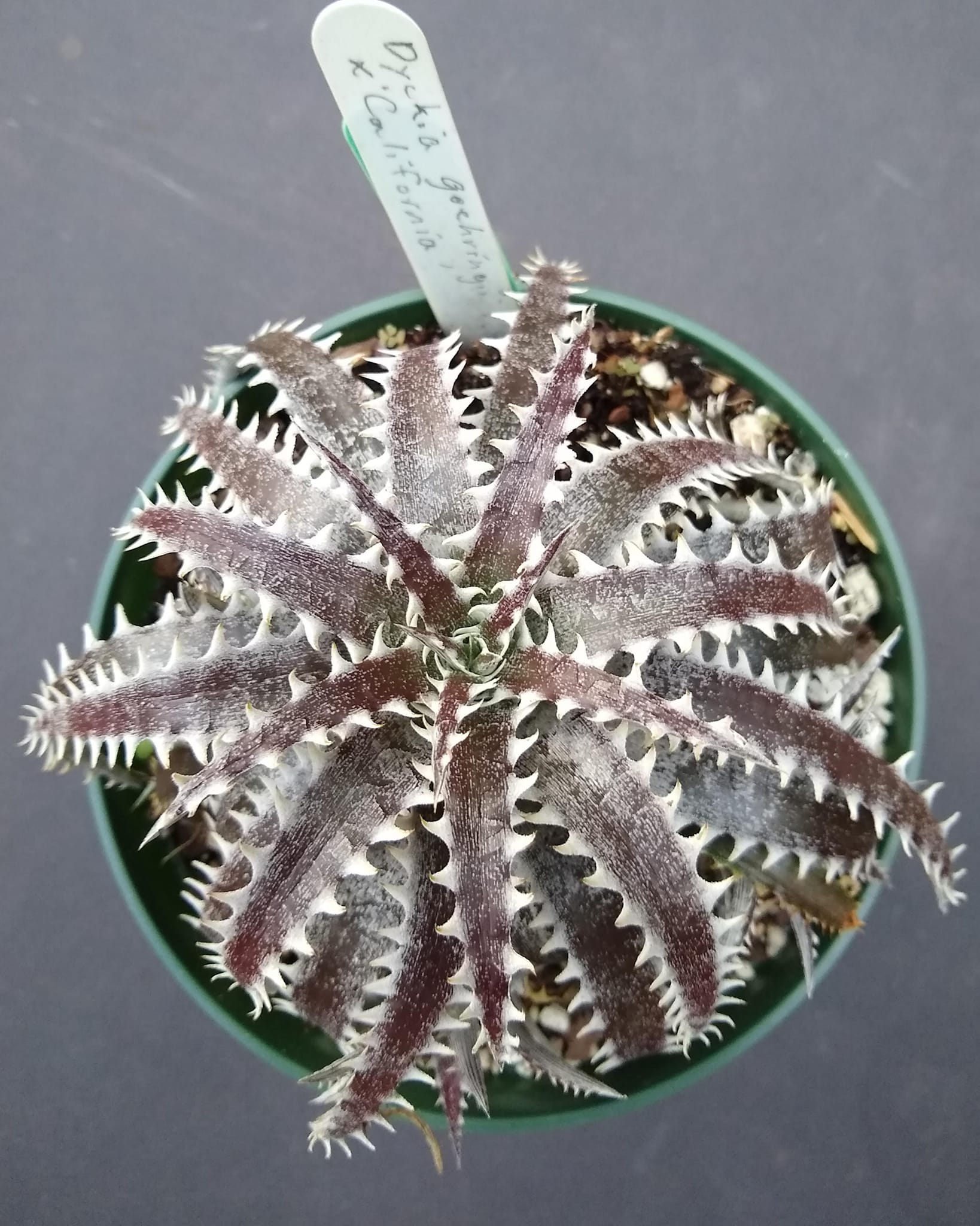 Dyckia goehringii x affinis argentea plant