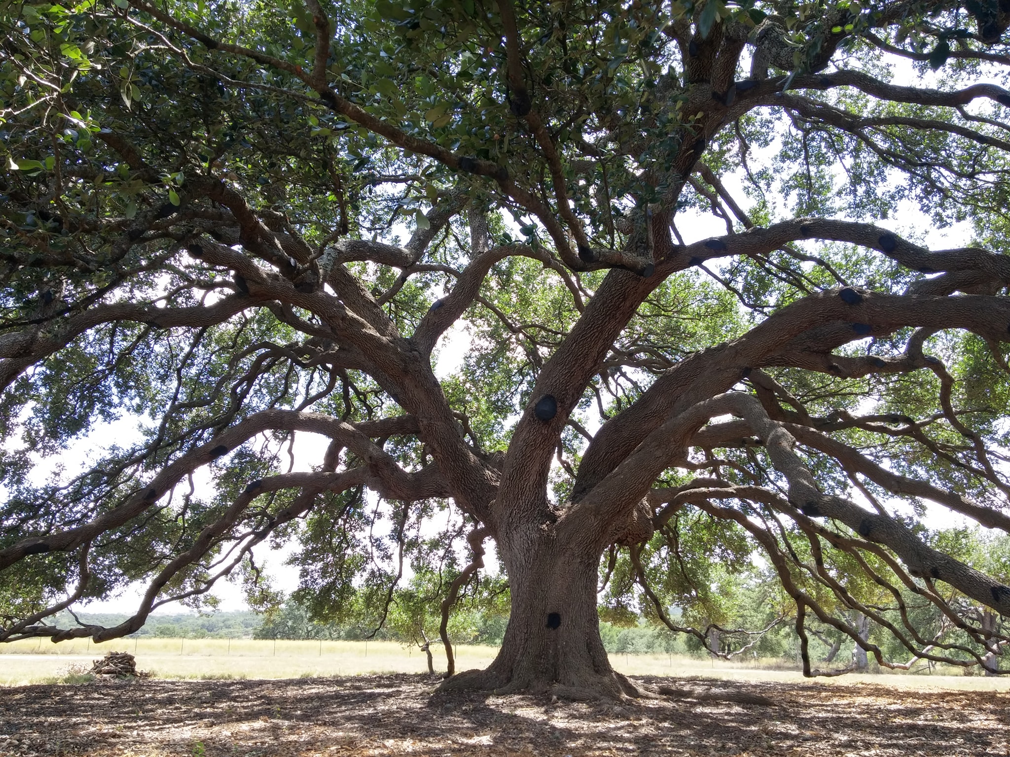 Harris Trees & Custom Rock | Wimberley TX