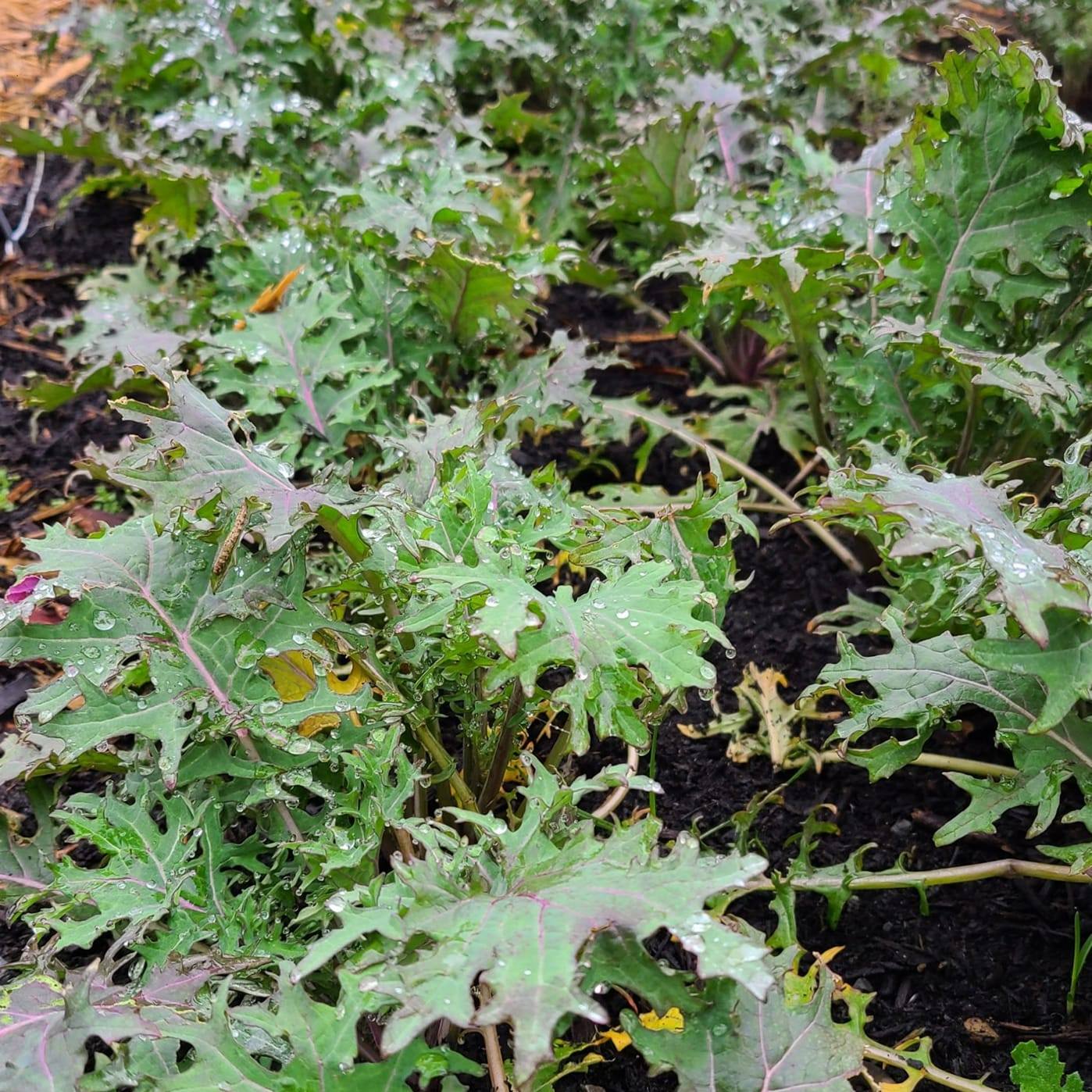 Roots and Fruits Farm