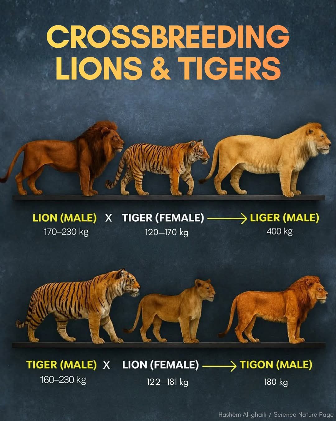THIS ANIMAL SHOULD NOT EXIST IN NATURE… BUT IT DOES At first  