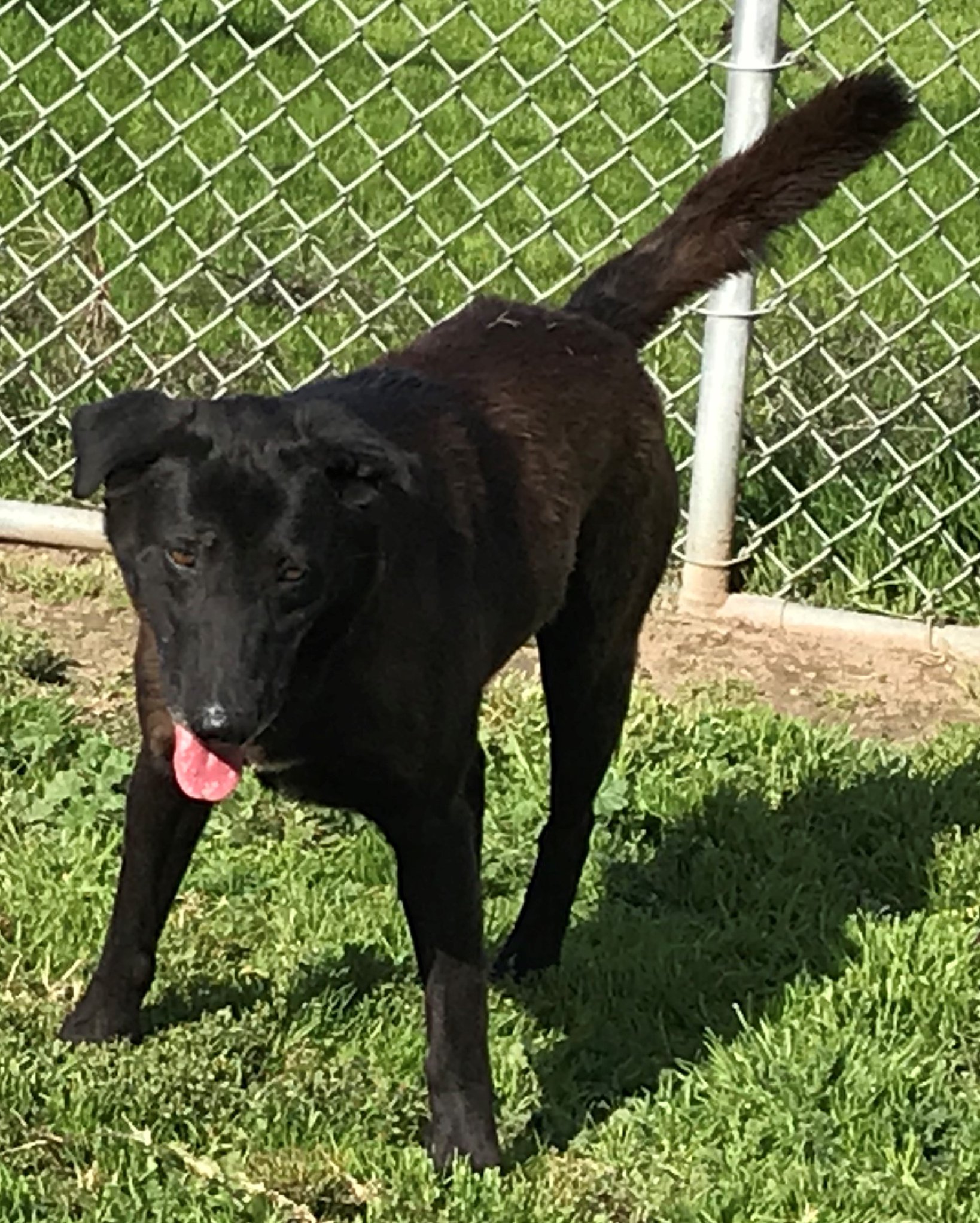 Dolce – 5-year-old... - Golden Gate Labrador Retriever Rescue | Facebook