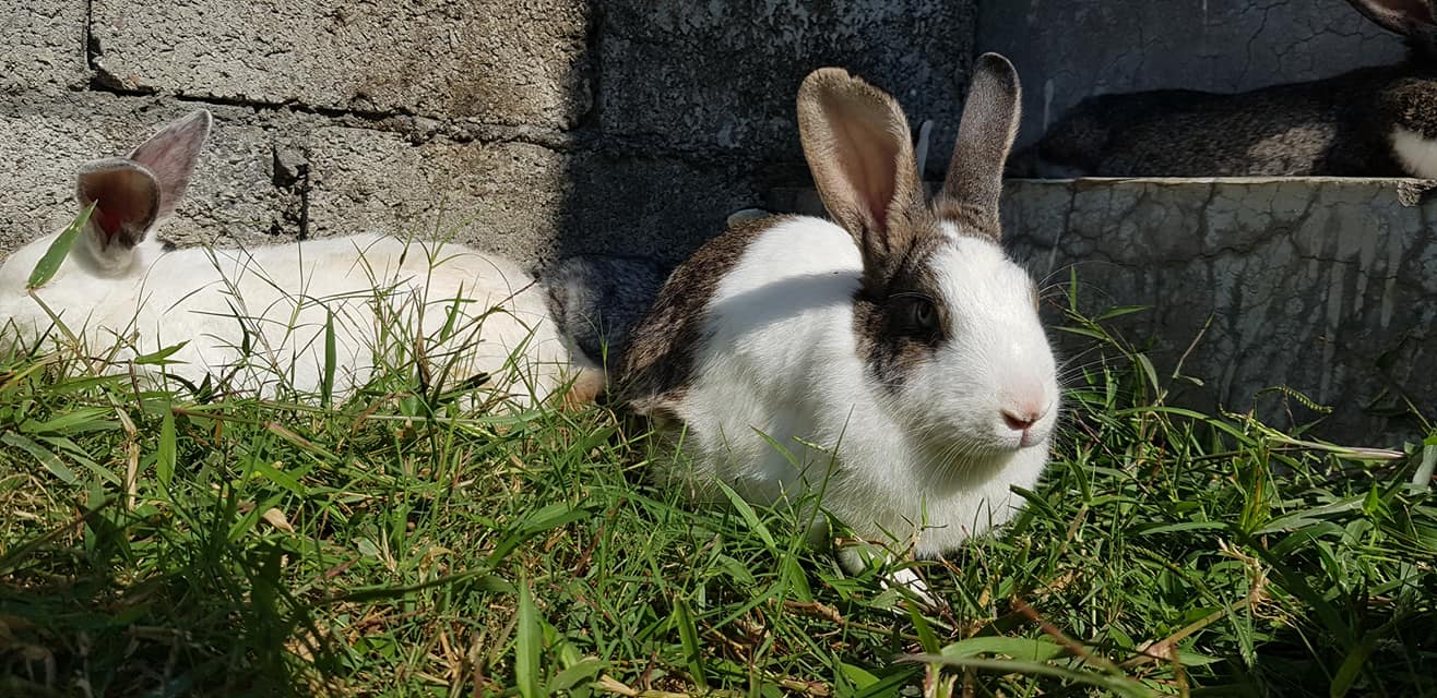 K&K Rabbit farm and research center. | Lumbini