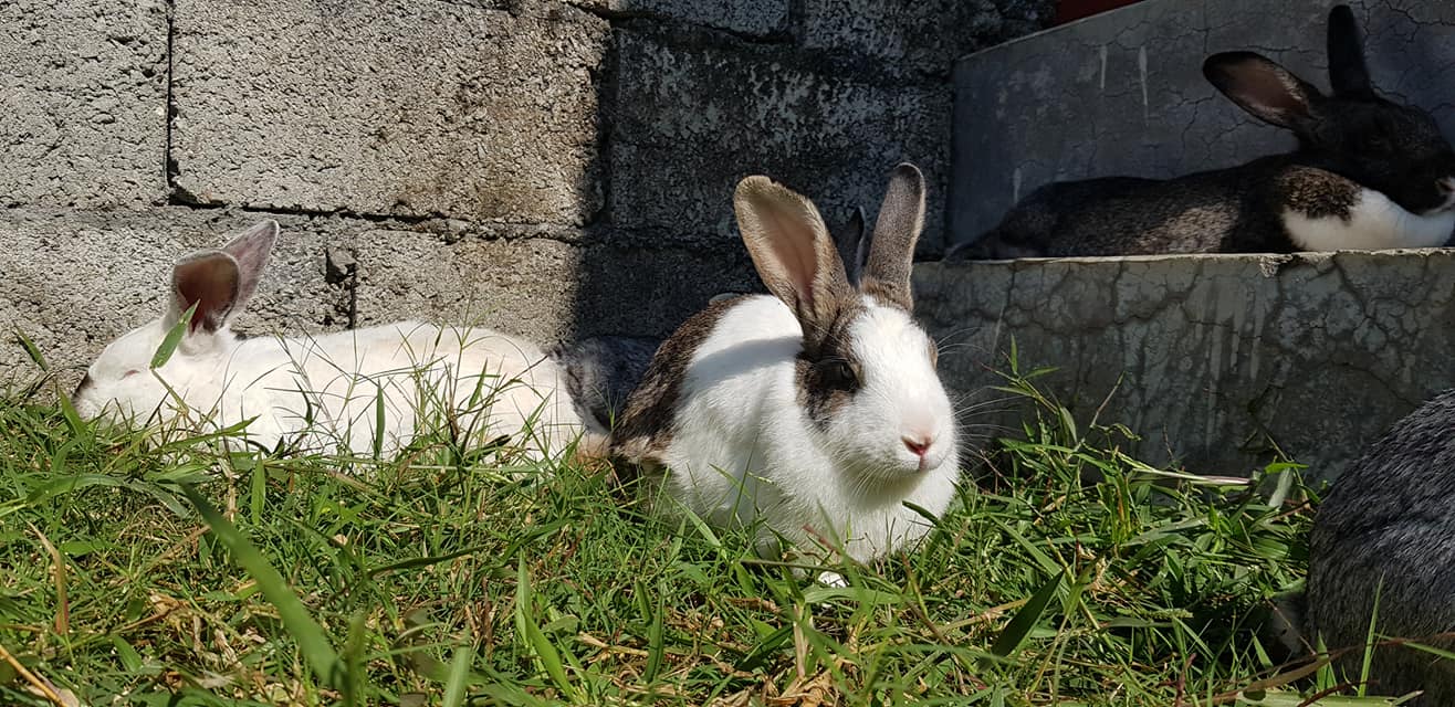 K&K Rabbit farm and research center. | Lumbini