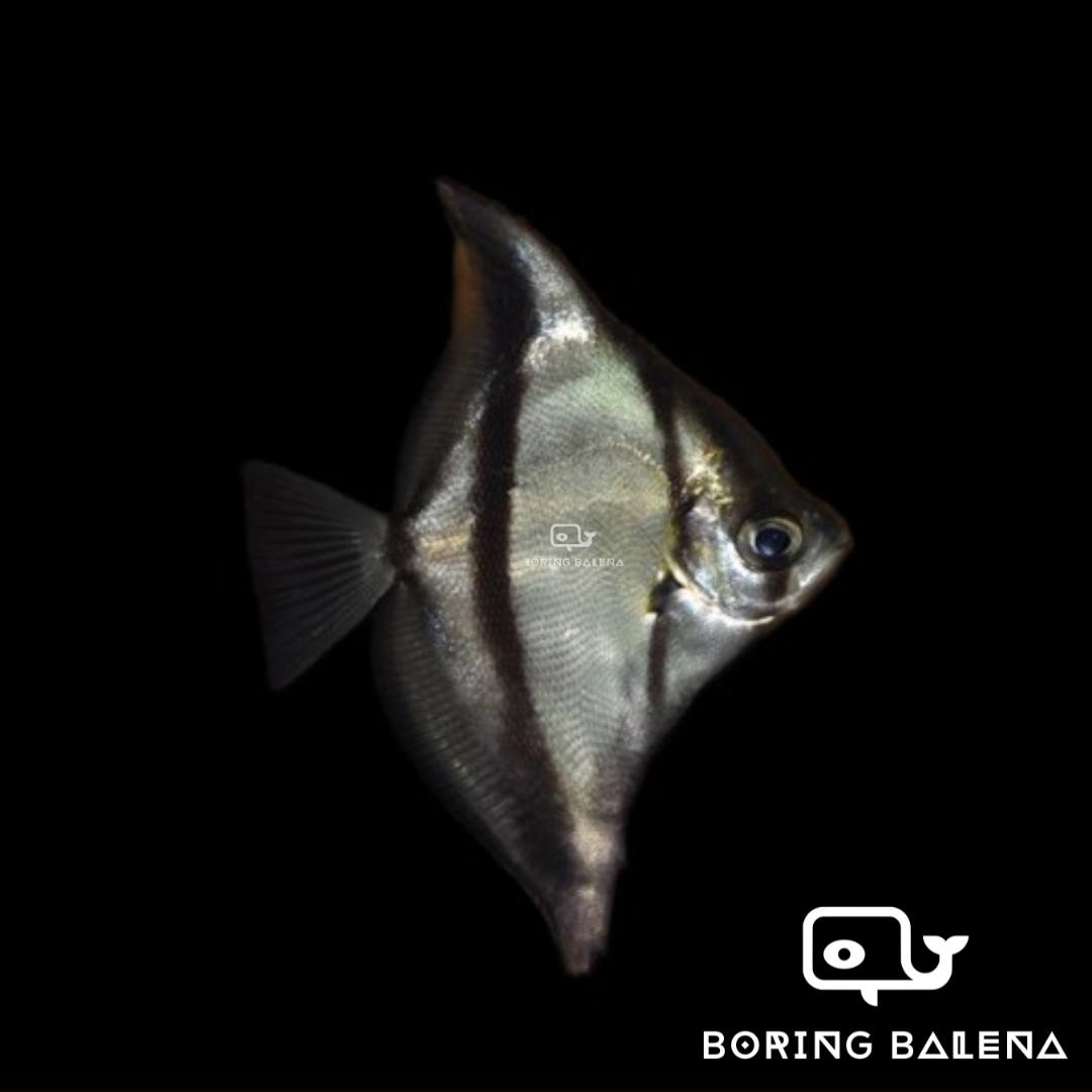 Boring - 🐟 Introducing the captivating Seba Mono Angel! 🐟 🌟 Enhance ...