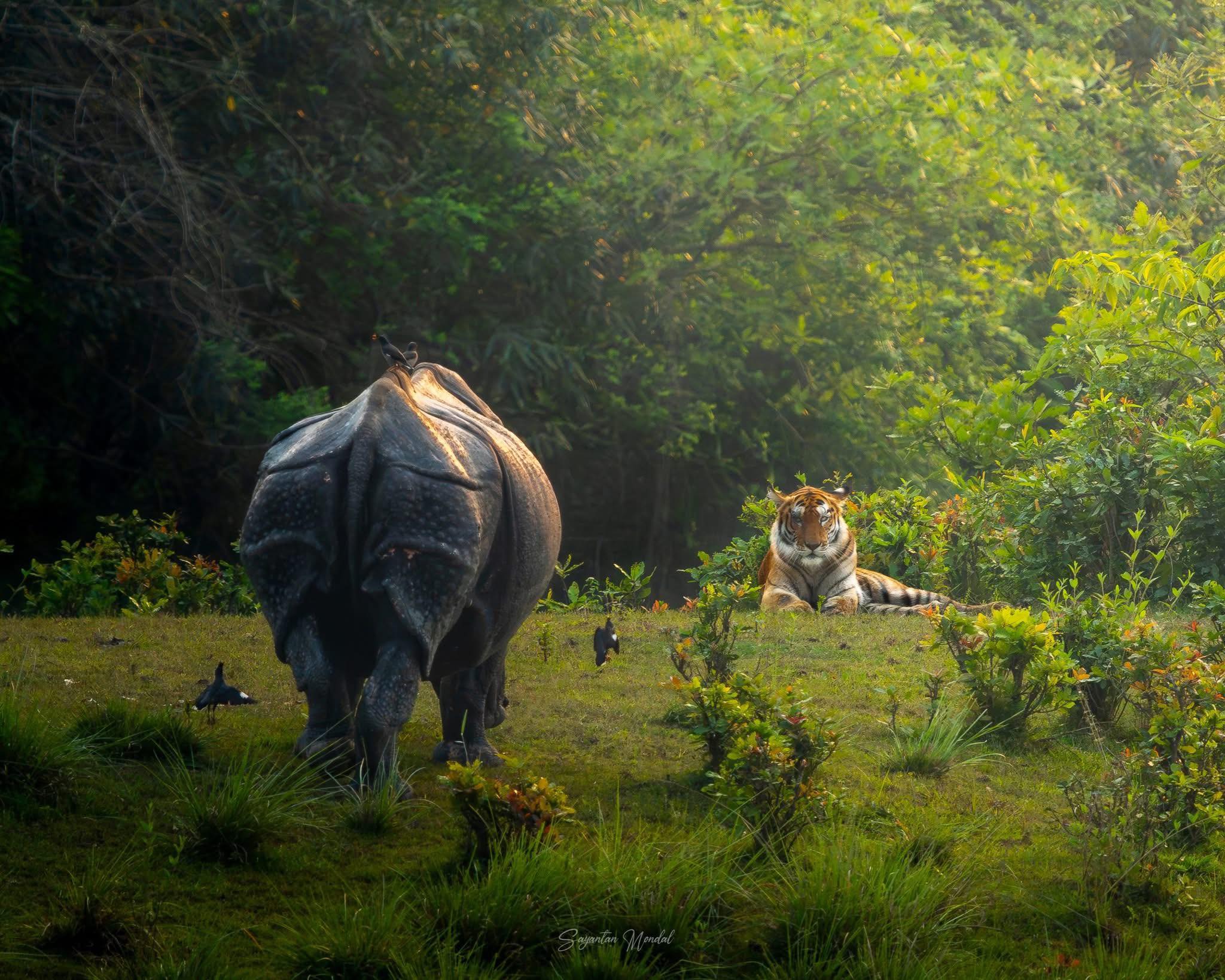 Tense standoff between royal bengal tiger and rhino in Kaziranga