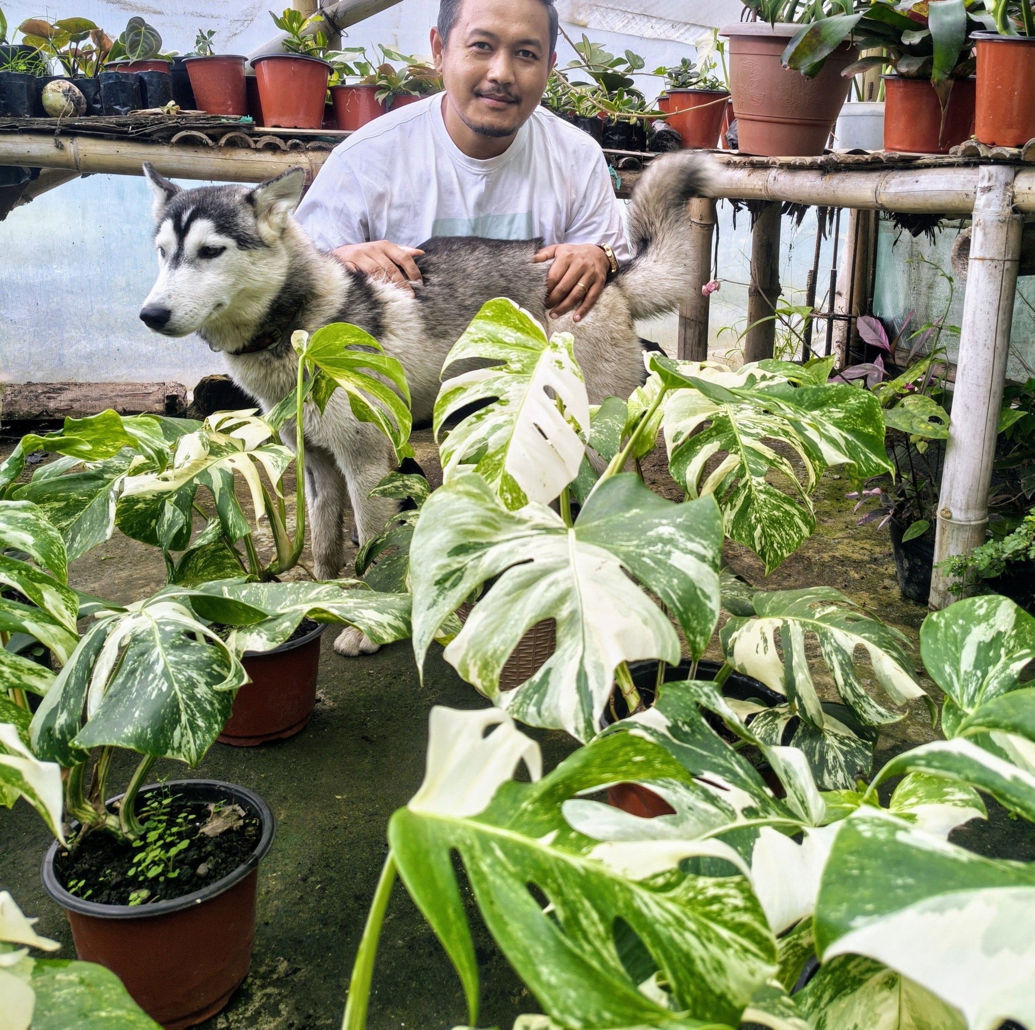 Monstera adansonii molted mint | Romould Tamang