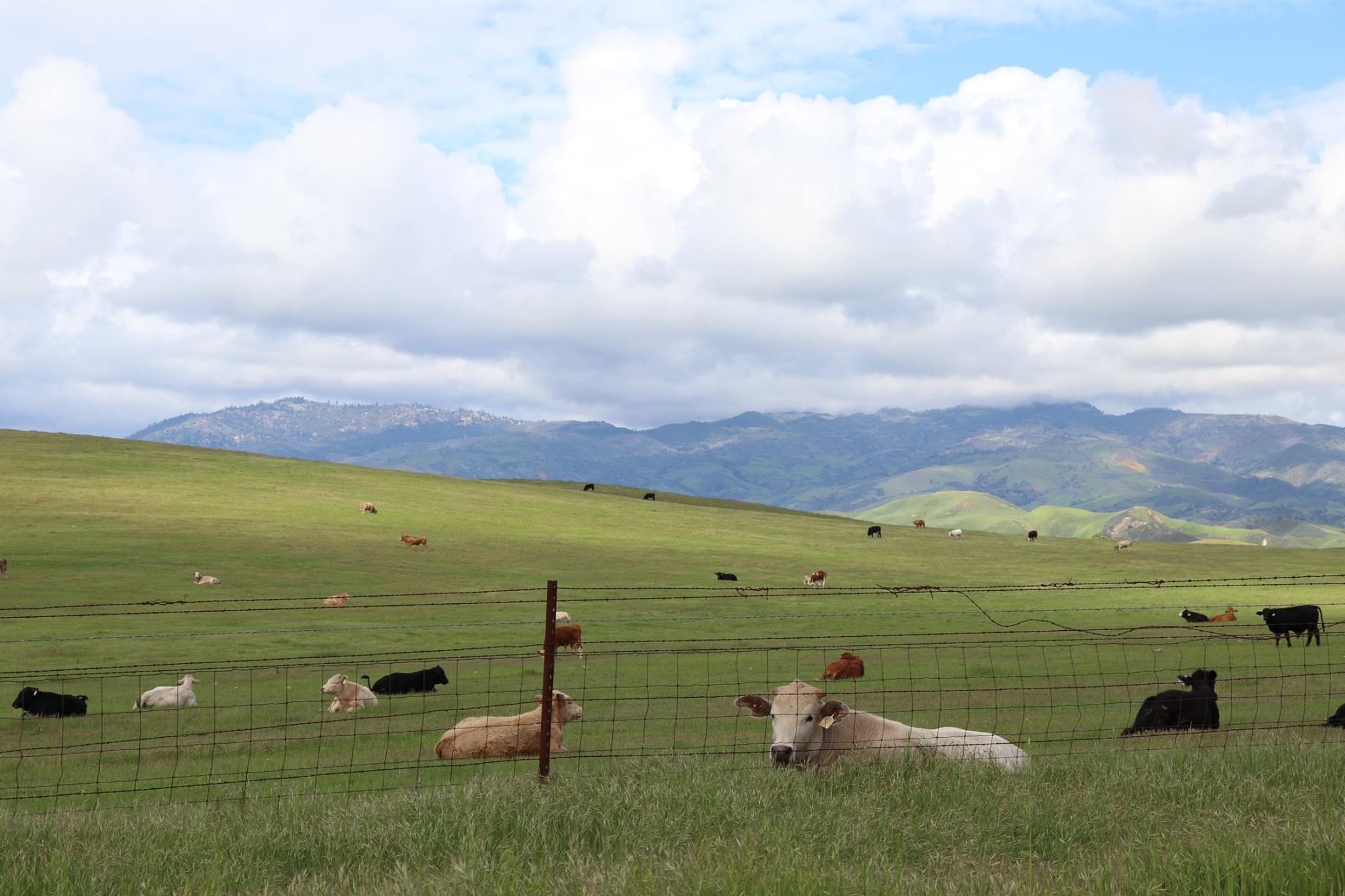 D Ranch Peruvian Horses | Solvang CA
