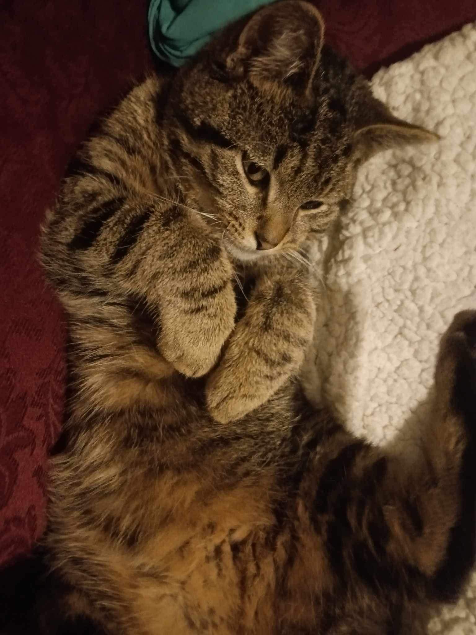 Lost Cat in Springfield Ohio Area, Help Needed to Find 7-Month-Old