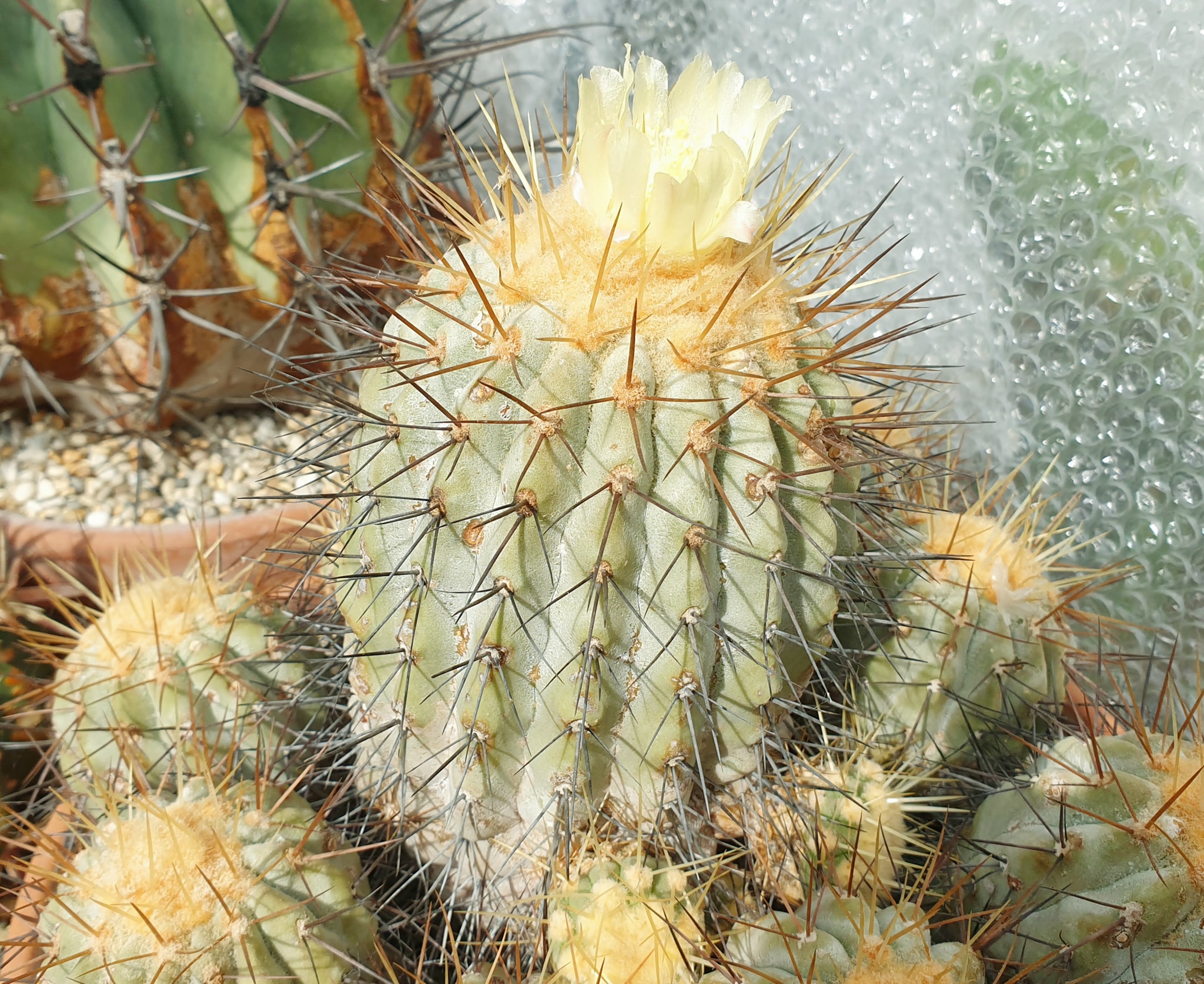 Copiapoa haseltoniana first summer flower in southern England