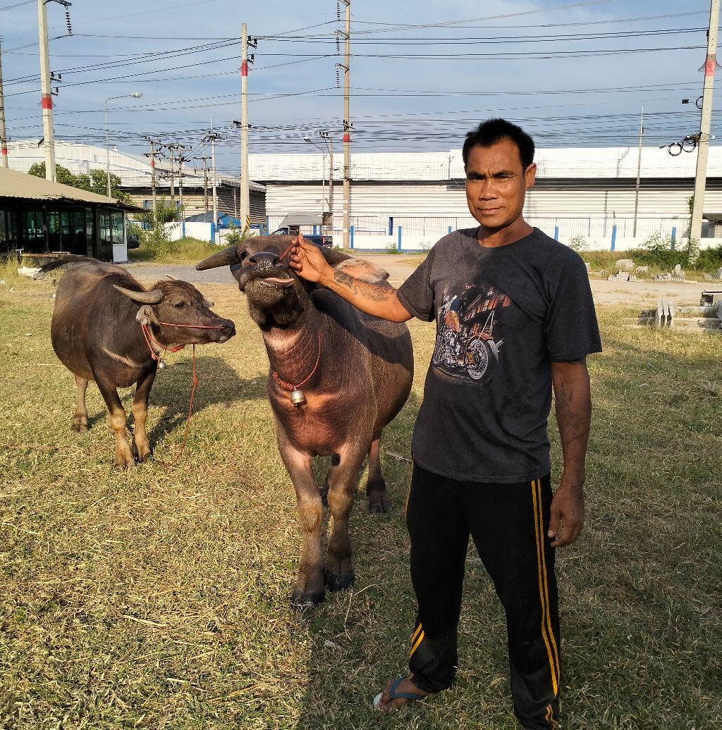 พ่อใหญ่หำ สายจ๊วด