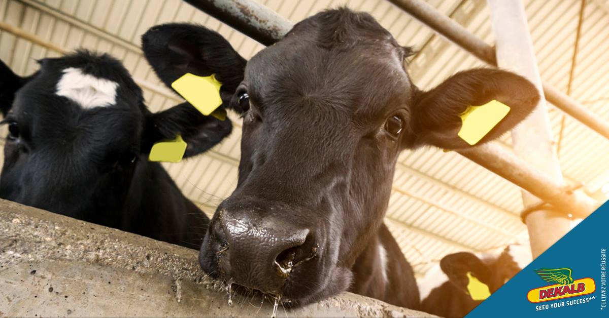 DEKALB - Les éditions 2019 du SIA et du SIMA commencent ! La thématique ...