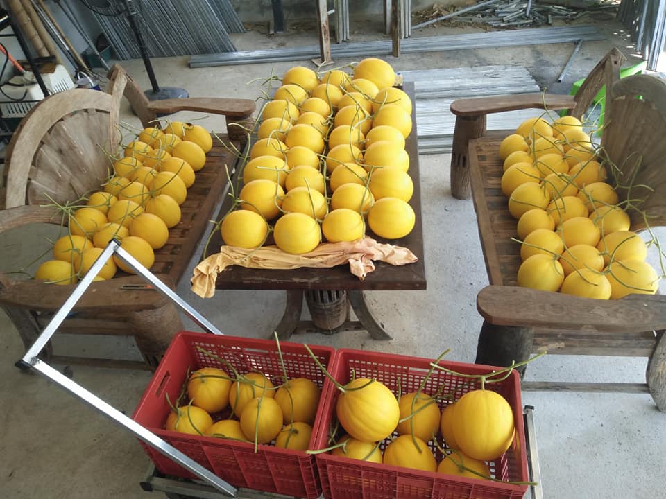 เมล่อนจันทร์ฉายรอบนี้ห... - Grow delicious farm ปลูกฟาร์มอร่อย