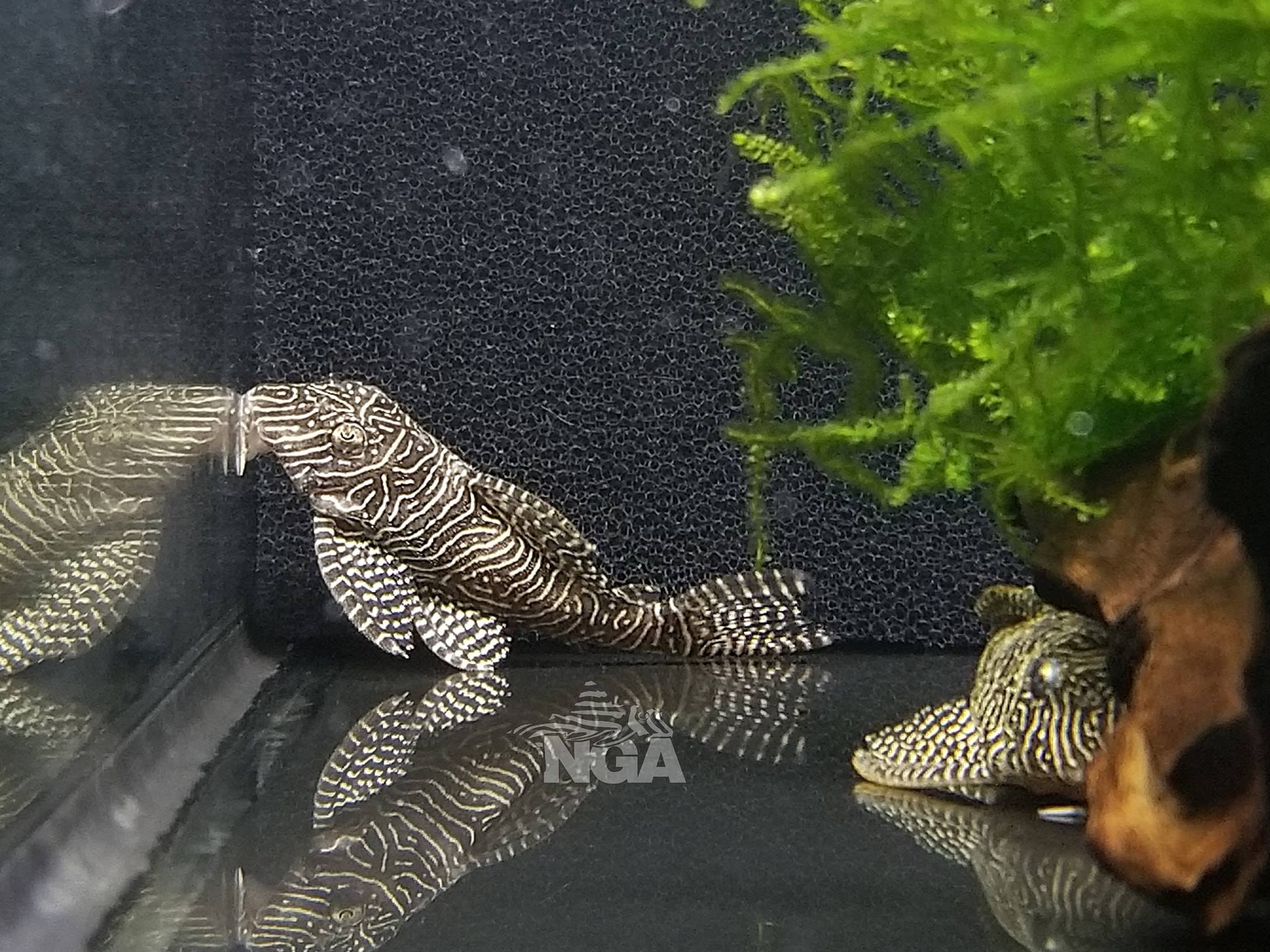 New order of plecos acclimating really... - Next Gen Aquatics
