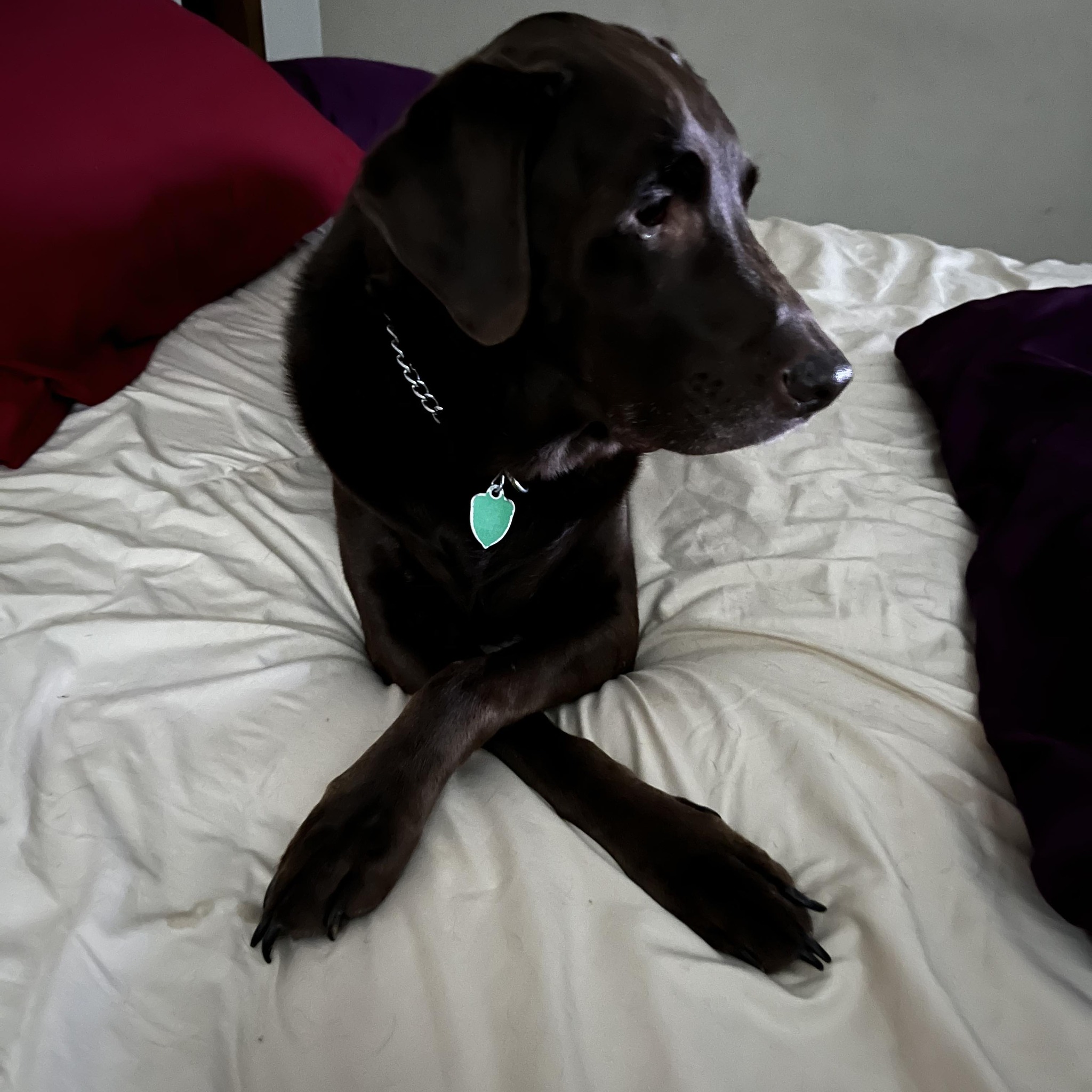 Saying goodbye to my 12 year old lab Nestle | Facebook