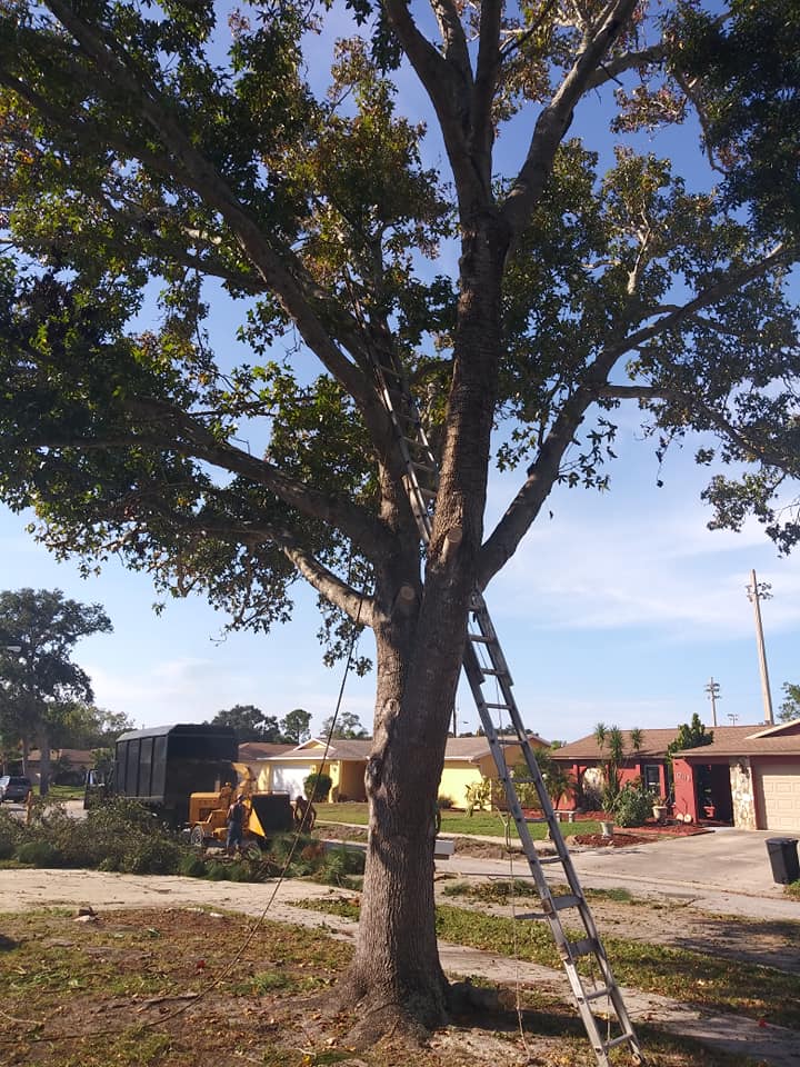 Joes Tree & Stump Service | Seminole FL