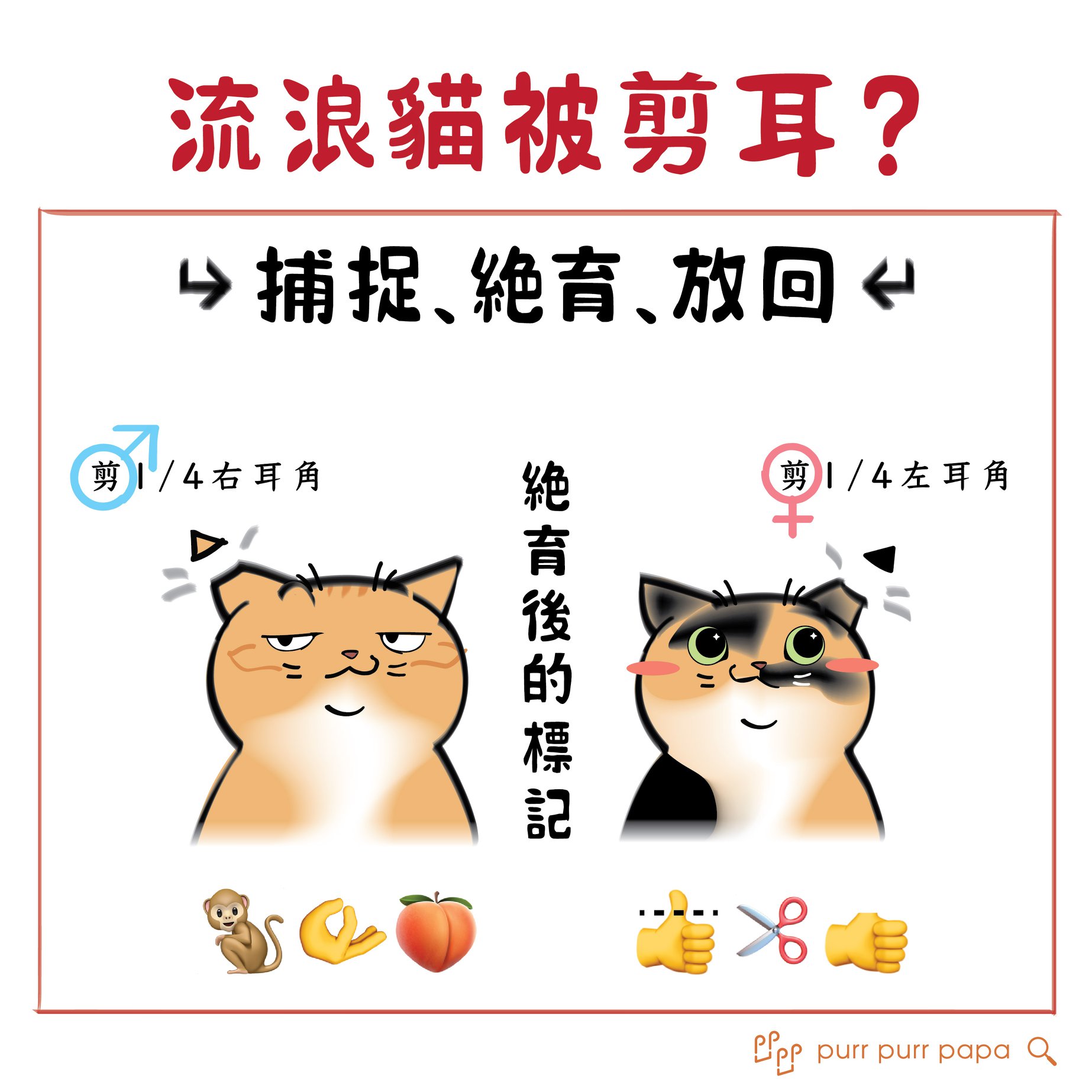 Purr Purr Papa 剪耳 流浪貓身份識別標準 Facebook