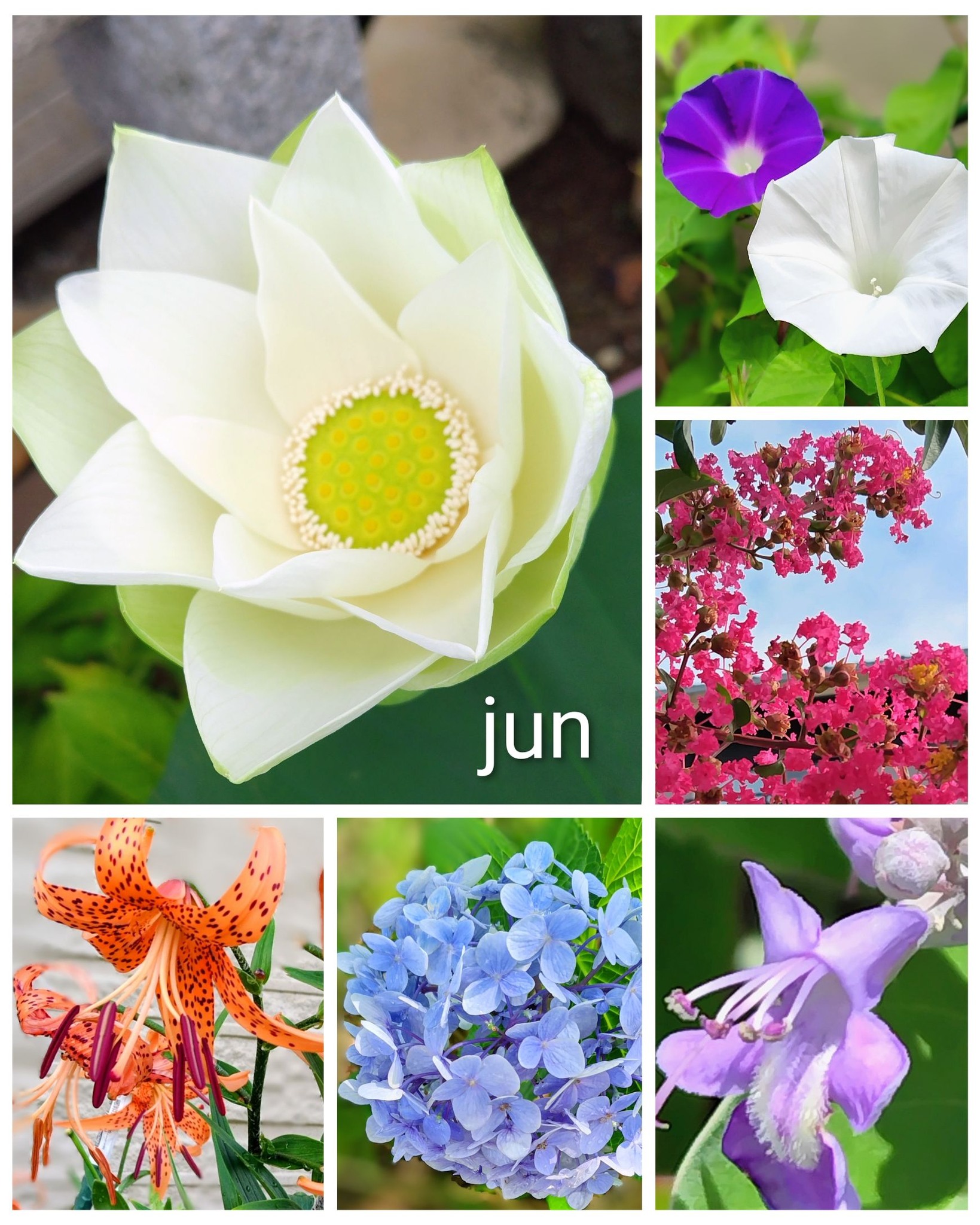 虞美人草」(グビジンソウ)