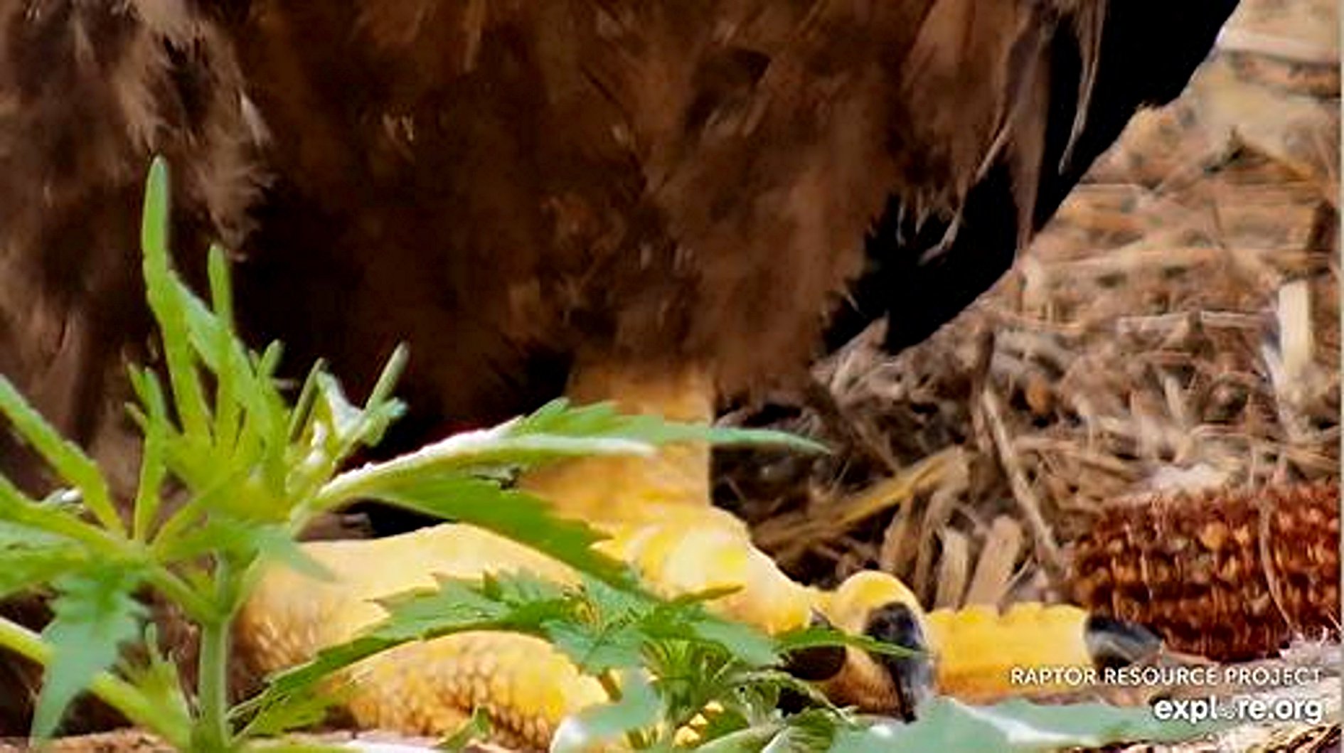 What are those weeds growing in... - Raptor Resource Project