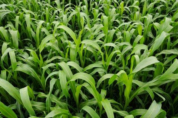 Super Sugar Sorghum Sudangrass Seeds - Fast-Growing, Drought-Tolerant Forage & Cover Crop