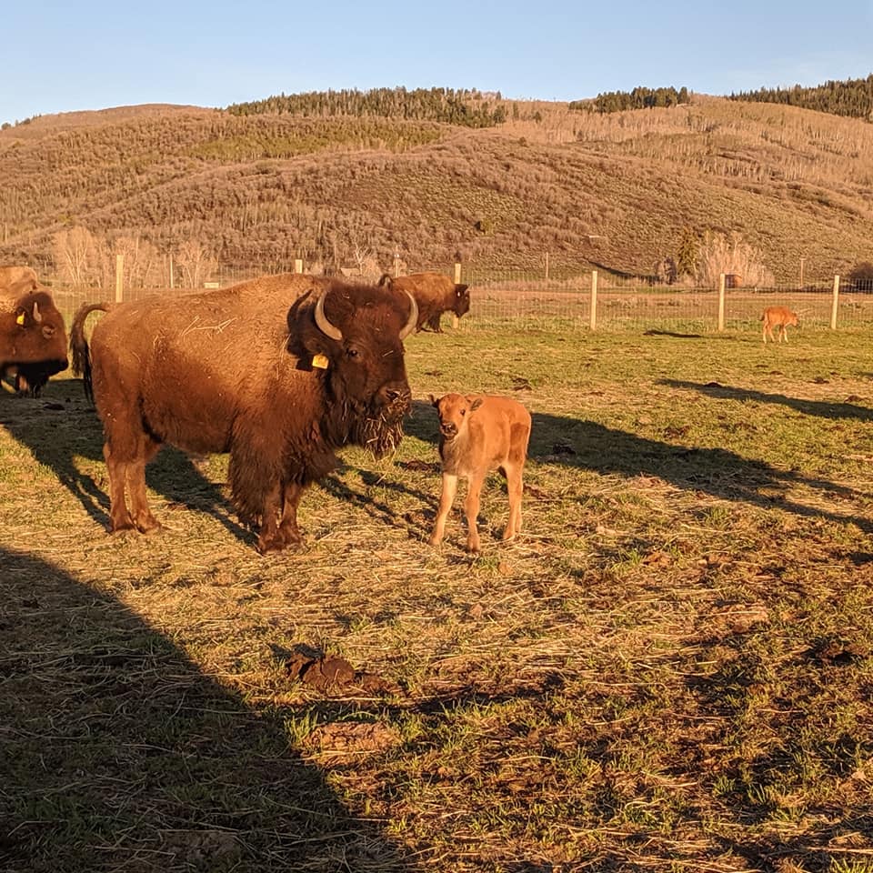 Buffalo Run Ranch Utah added a... - Buffalo Run Ranch Utah