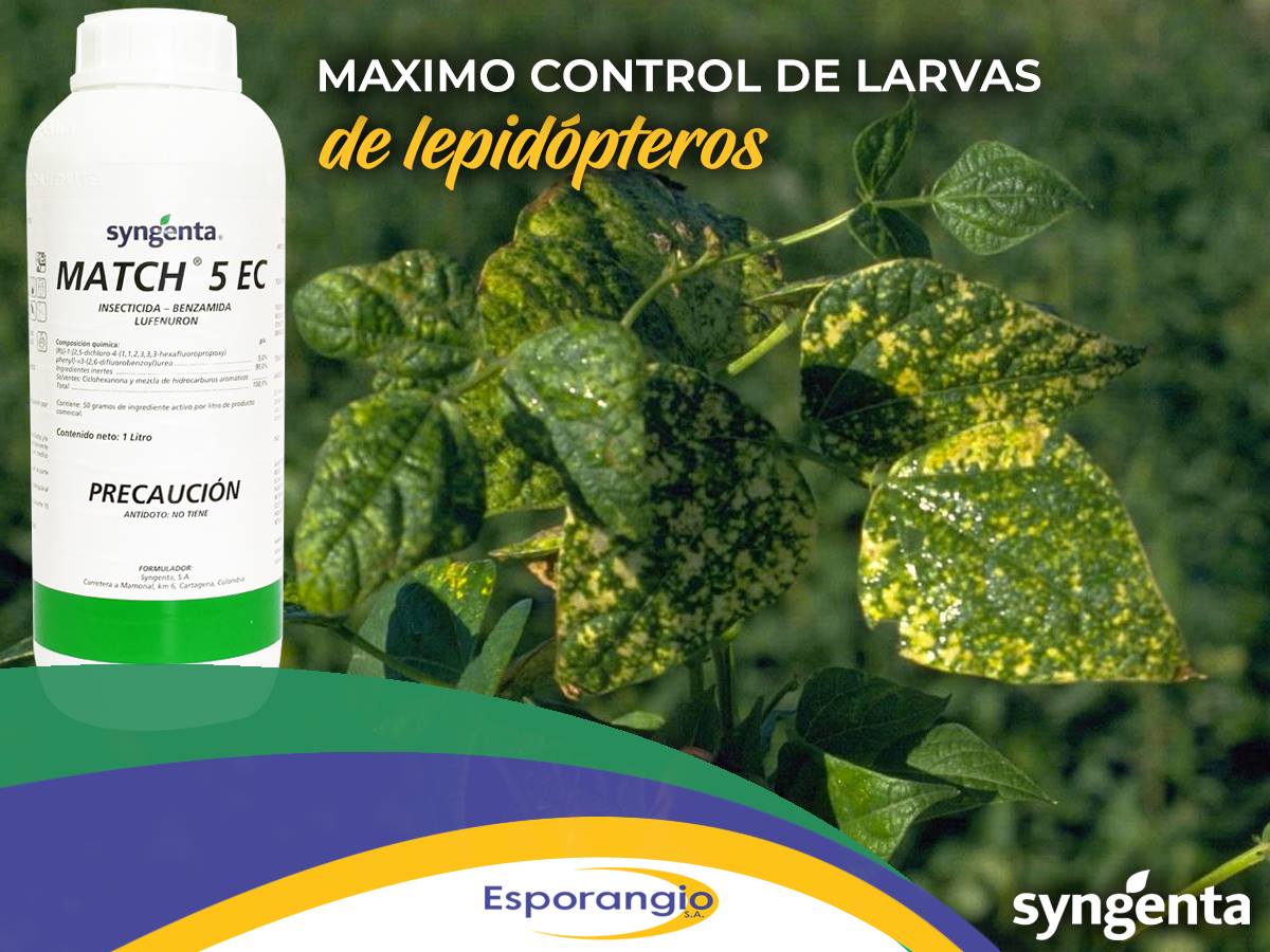 Esporangio - Match insecticida translaminar para el... | Facebook