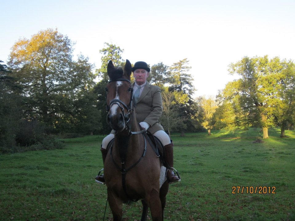Foals and Youngstock UK | Grey/Blue and white colored Colt available ...