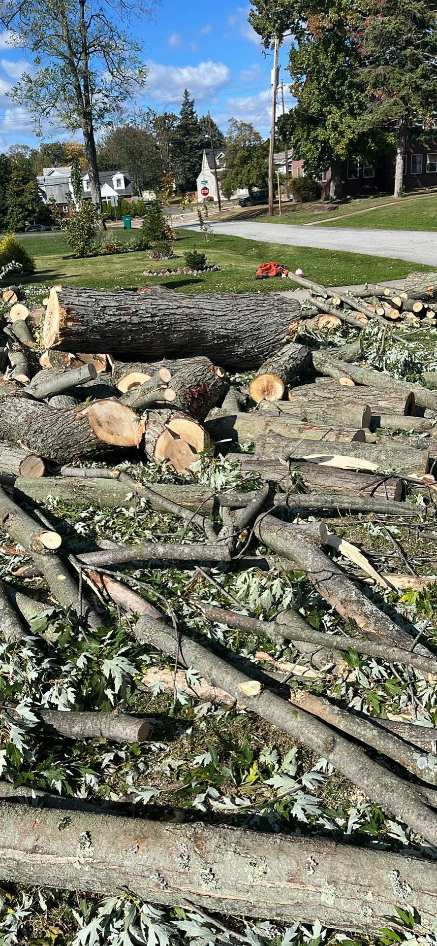 Poplar ,cherry and some walnut firewoo - Plants & Seedlings - West ...