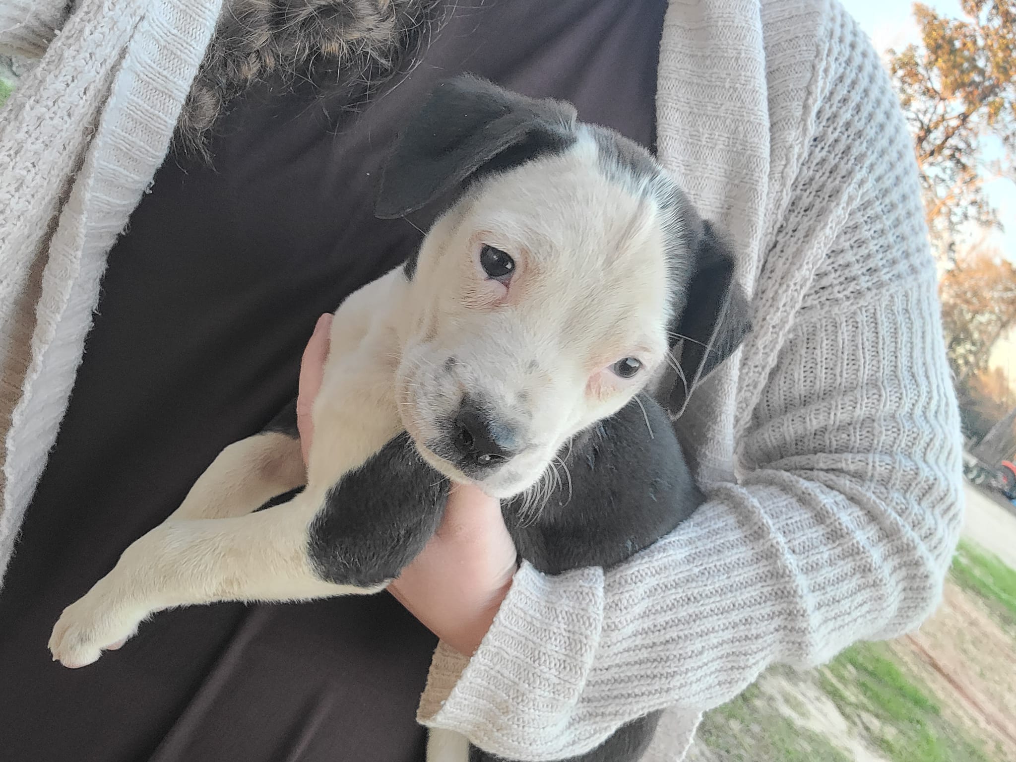 We have one last puppy available... - Magnolia Farms Kennel | Facebook