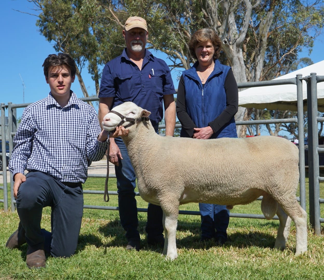 Allendale Studs - 10/10 Poll Dorset stud rams sold to...