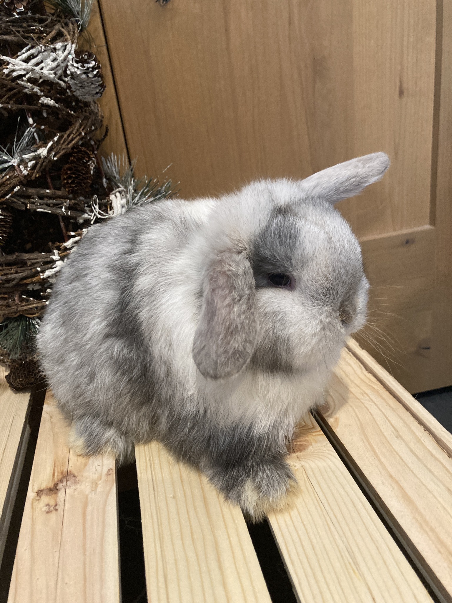Spokane Rabbits for Sale | Spokane WA