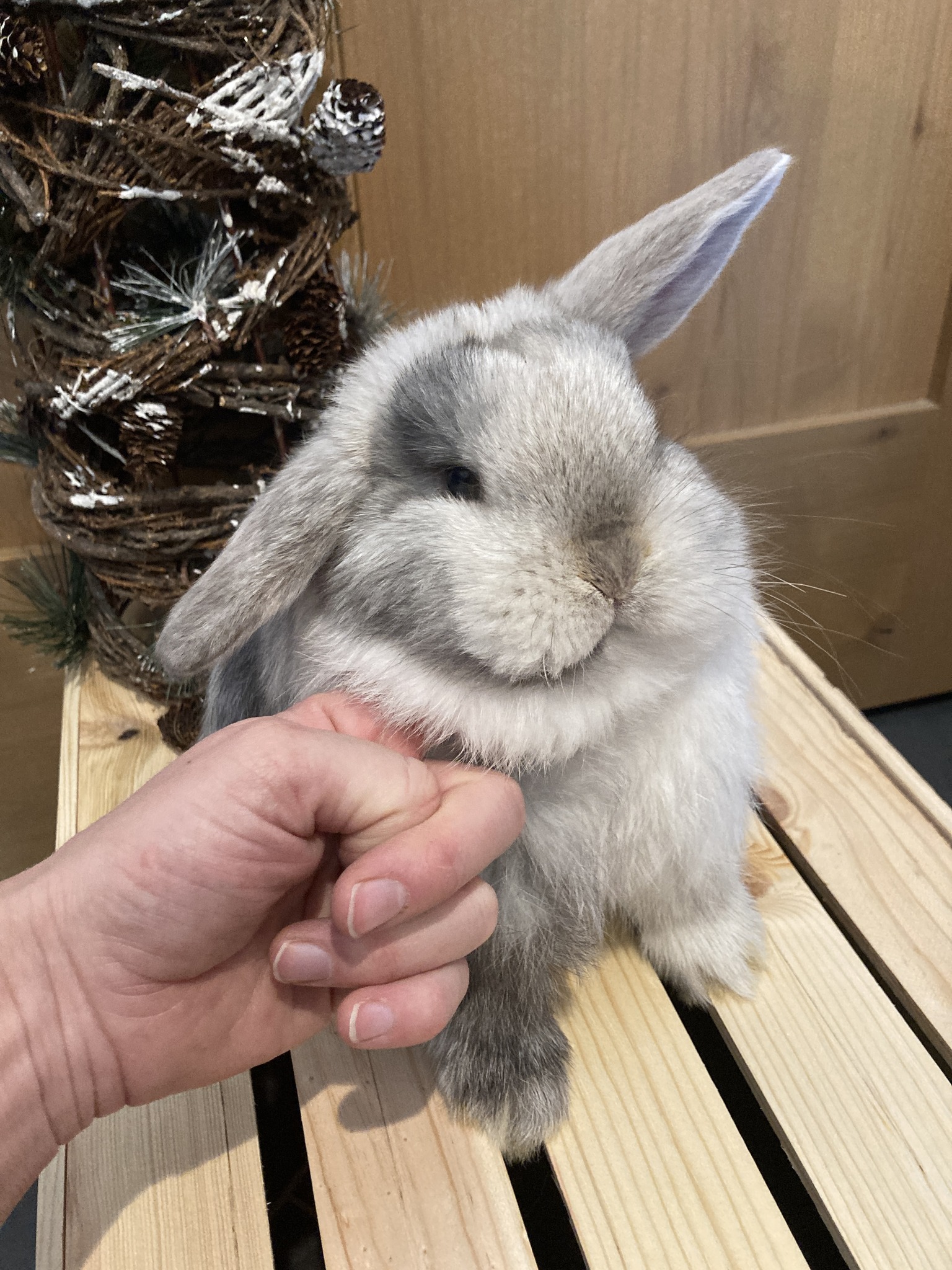 Spokane Rabbits for Sale | Spokane WA