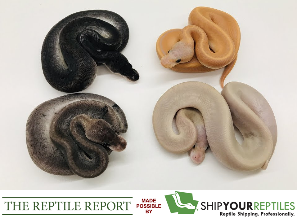 Kevin McCurley shows off some stunning baby ball pythons that he
