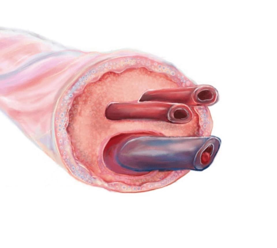 Anatomia Geral - Assim se vê o interior do cordão umbilical, formado ...