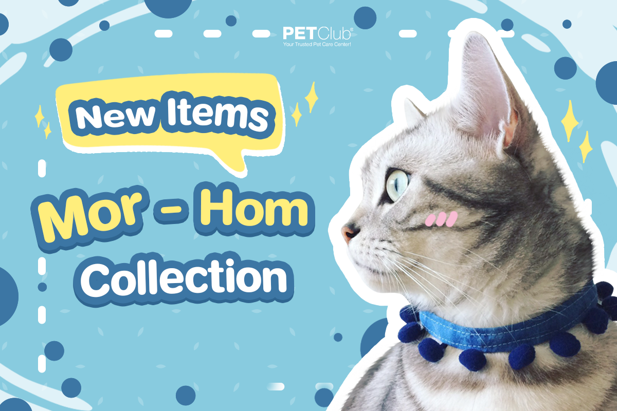 💙 New Items Are Mor - Hom Collection 💙... - PETClub-Thailand